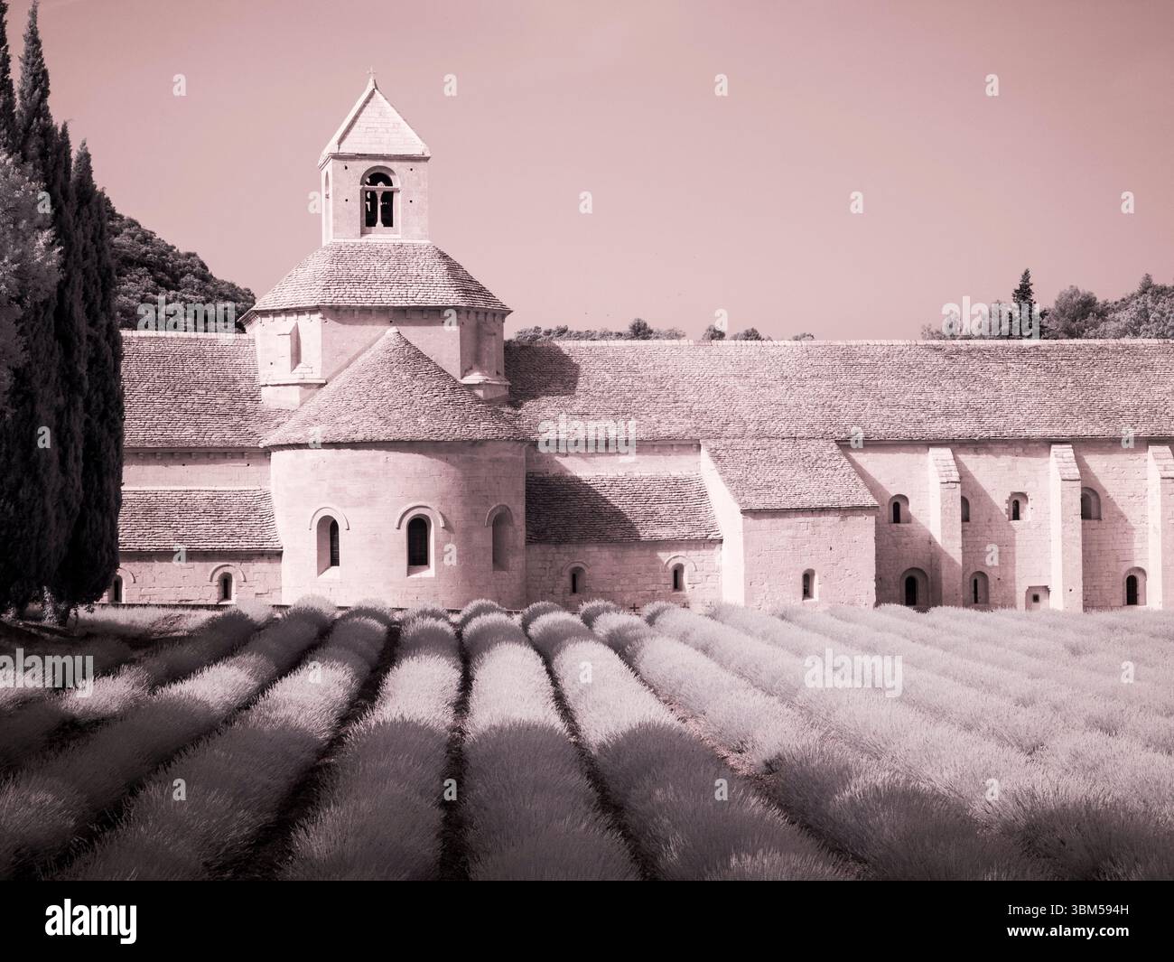 France, Provence. Champs de lavande violette fleuris à l'abbaye de Senanque. Banque D'Images