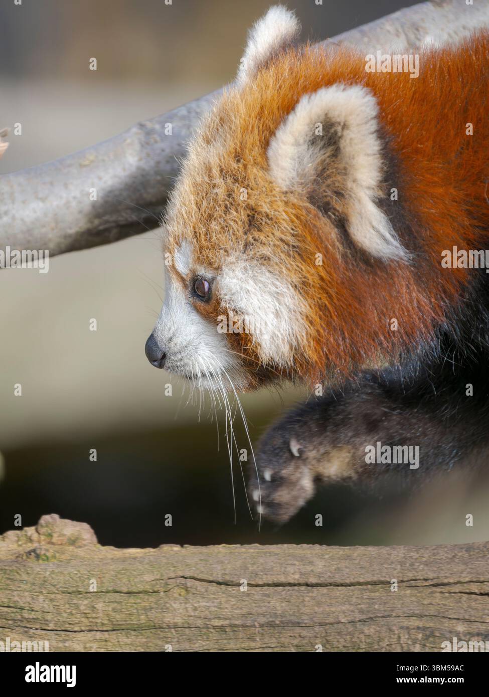 Red Panda ou Lesser Panda au zoo Hellabrunn de Munich. Allemagne, Munich Banque D'Images