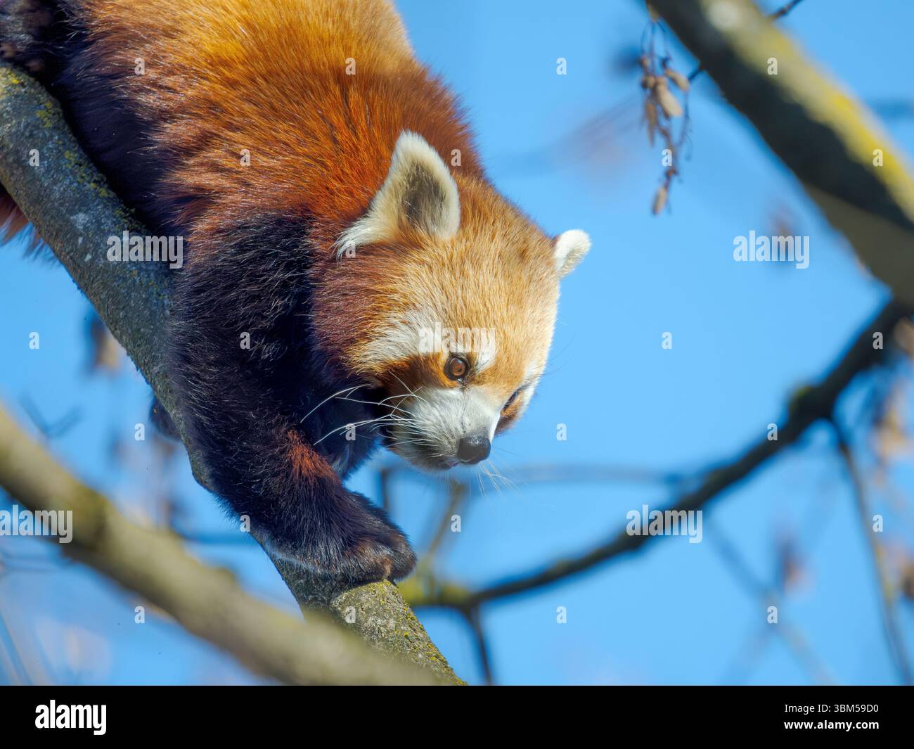 Red Panda ou Lesser Panda grimpant dans un arbre au zoo Hellabrunn de Munich. Allemagne, Munich Banque D'Images
