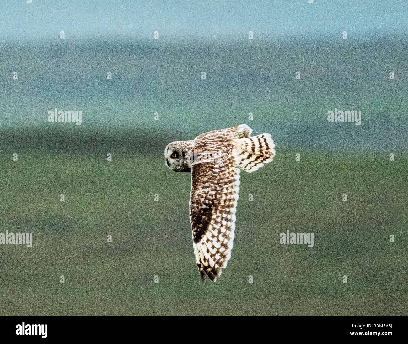 Chouette à oreilles courtes, Asio flammeus, chasse à l'aube, North Uist, Hébrides extérieures, Écosse. Banque D'Images