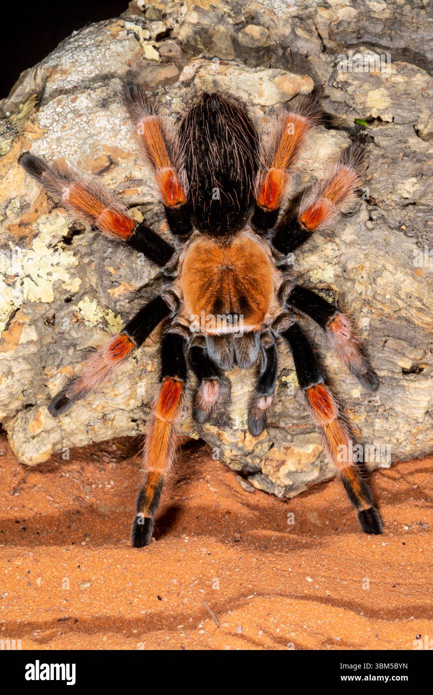 Red Rump Tarantula, Mexique Banque D'Images