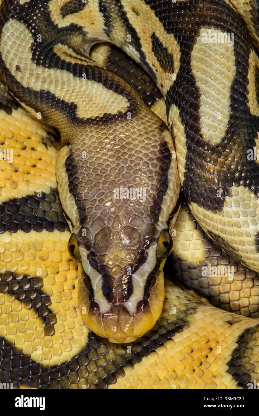 Pythons de balle. Banque D'Images