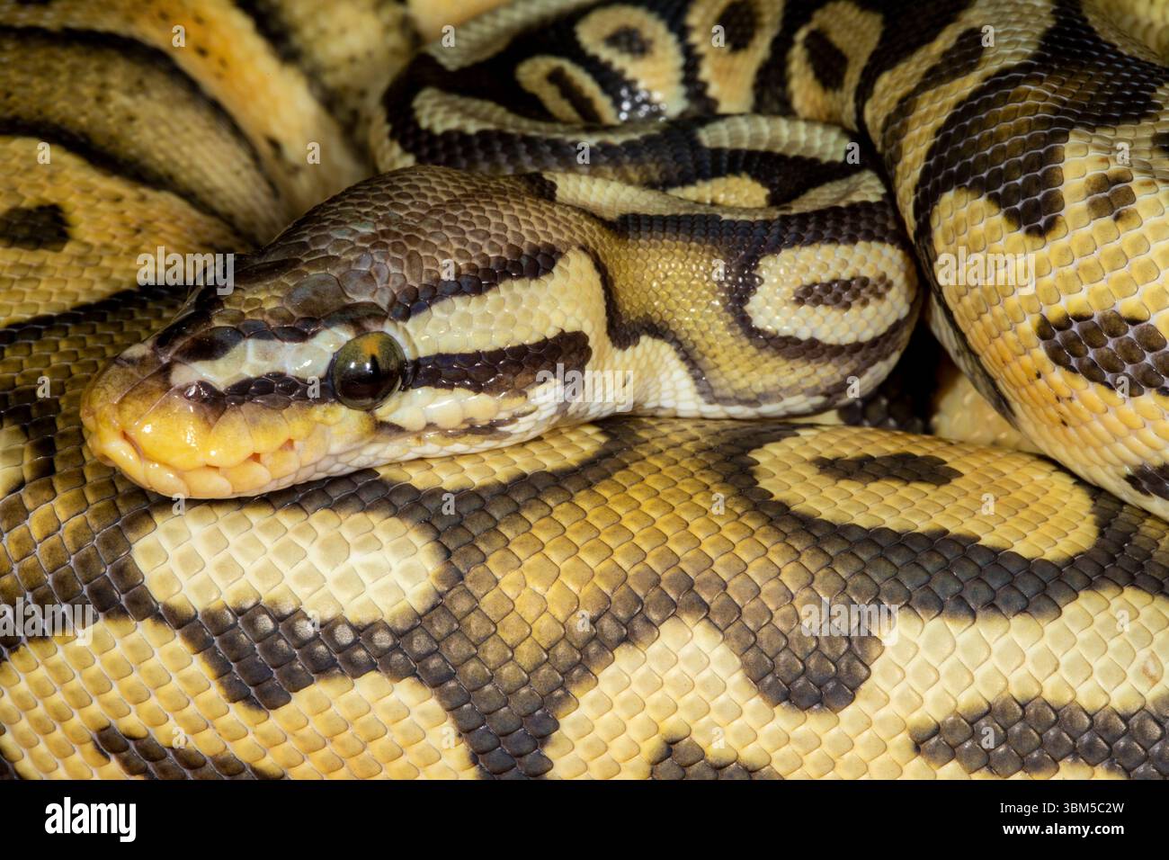 Pythons de balle. Banque D'Images