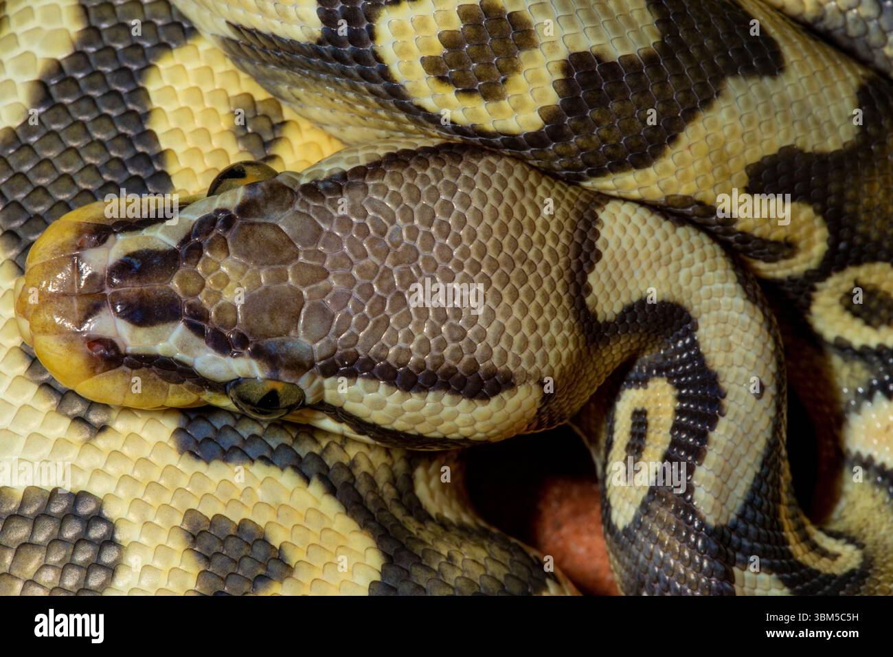 Pythons de balle. Banque D'Images