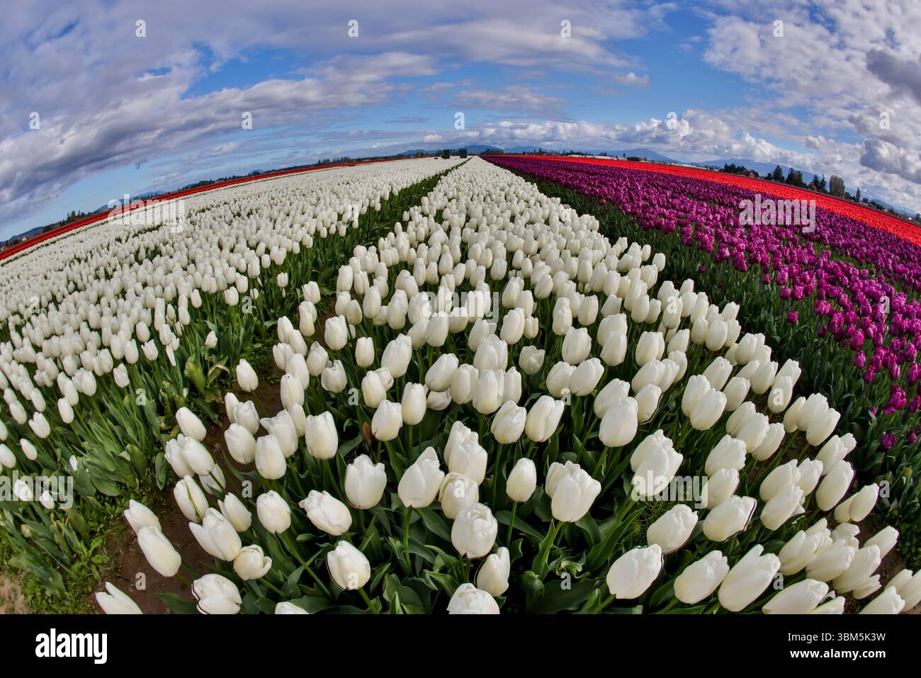 États-Unis, État de Washington. Vallée de Skagit, tulipes cultivées en champ Banque D'Images