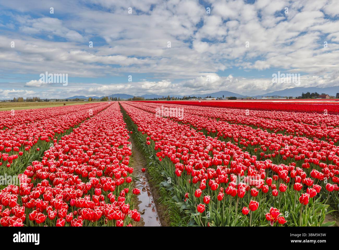 États-Unis, État de Washington. Vallée de Skagit, tulipes cultivées en champ Banque D'Images