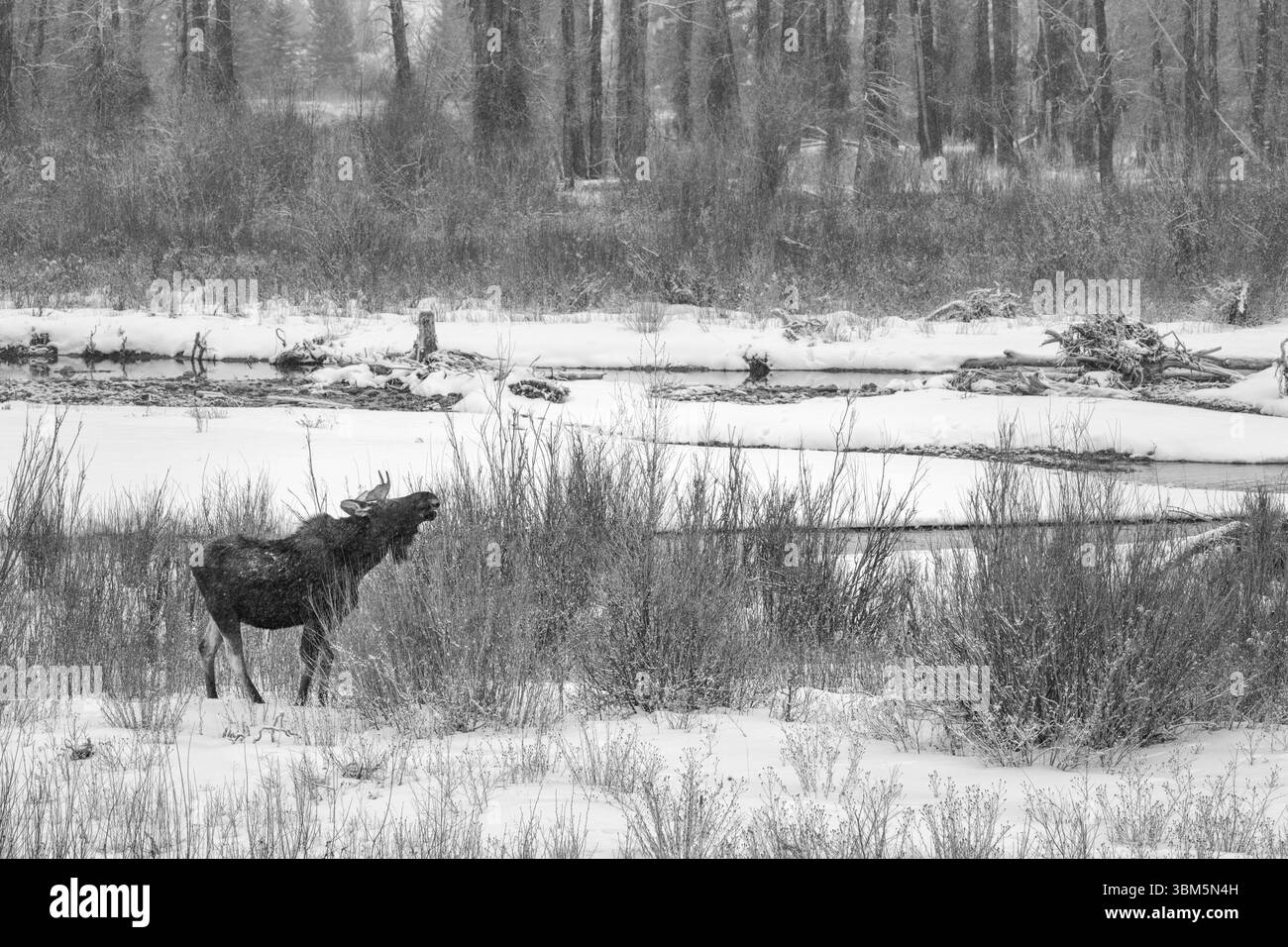 USA, Wyoming, Jackson. Parc national de Grand Teton, neige tombant sur l'orignal mâle naviguant sur les saules de la rivière gros ventre Banque D'Images USA, Wyoming, Jackson. Parc national de Grand Teton, neige tombant sur l'orignal mâle naviguant sur les saules de la rivière gros ventre Banque D'Images