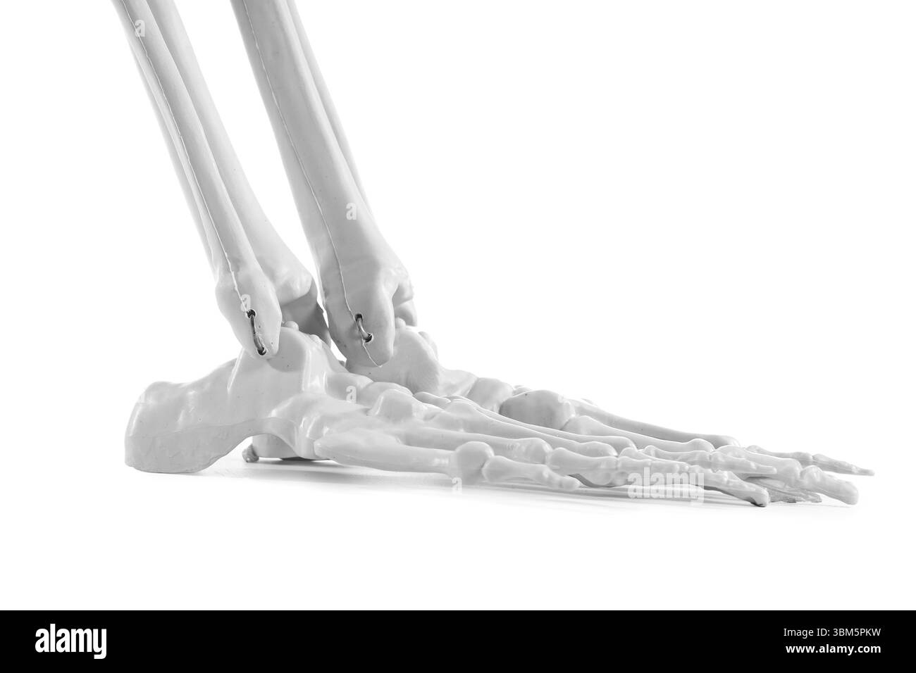 Pieds de squelette humain isolés sur fond blanc Banque D'Images