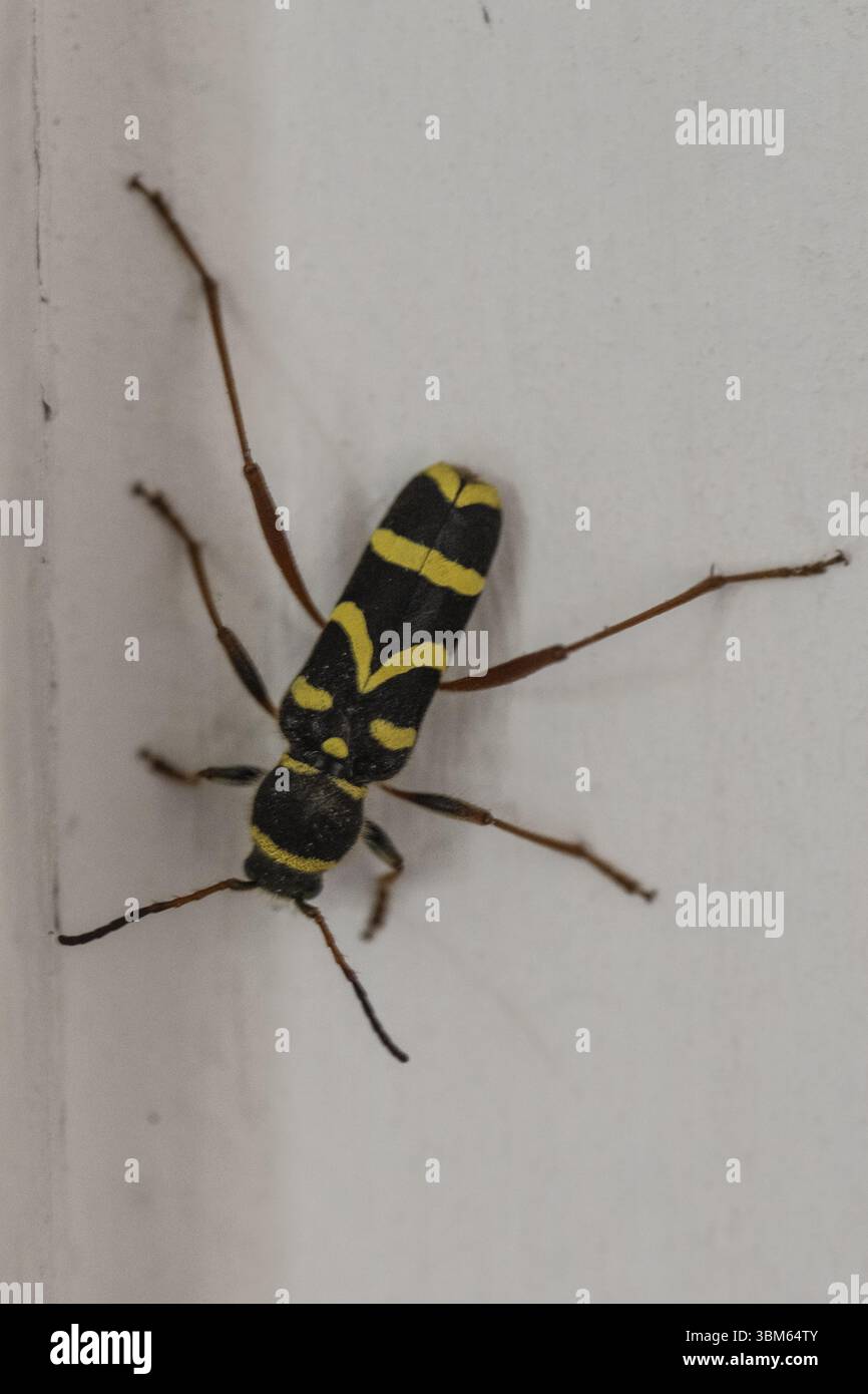 Bélier commun (Clytus arietis), Rhénanie du Nord-Westphalie, Allemagne, Europe Banque D'Images