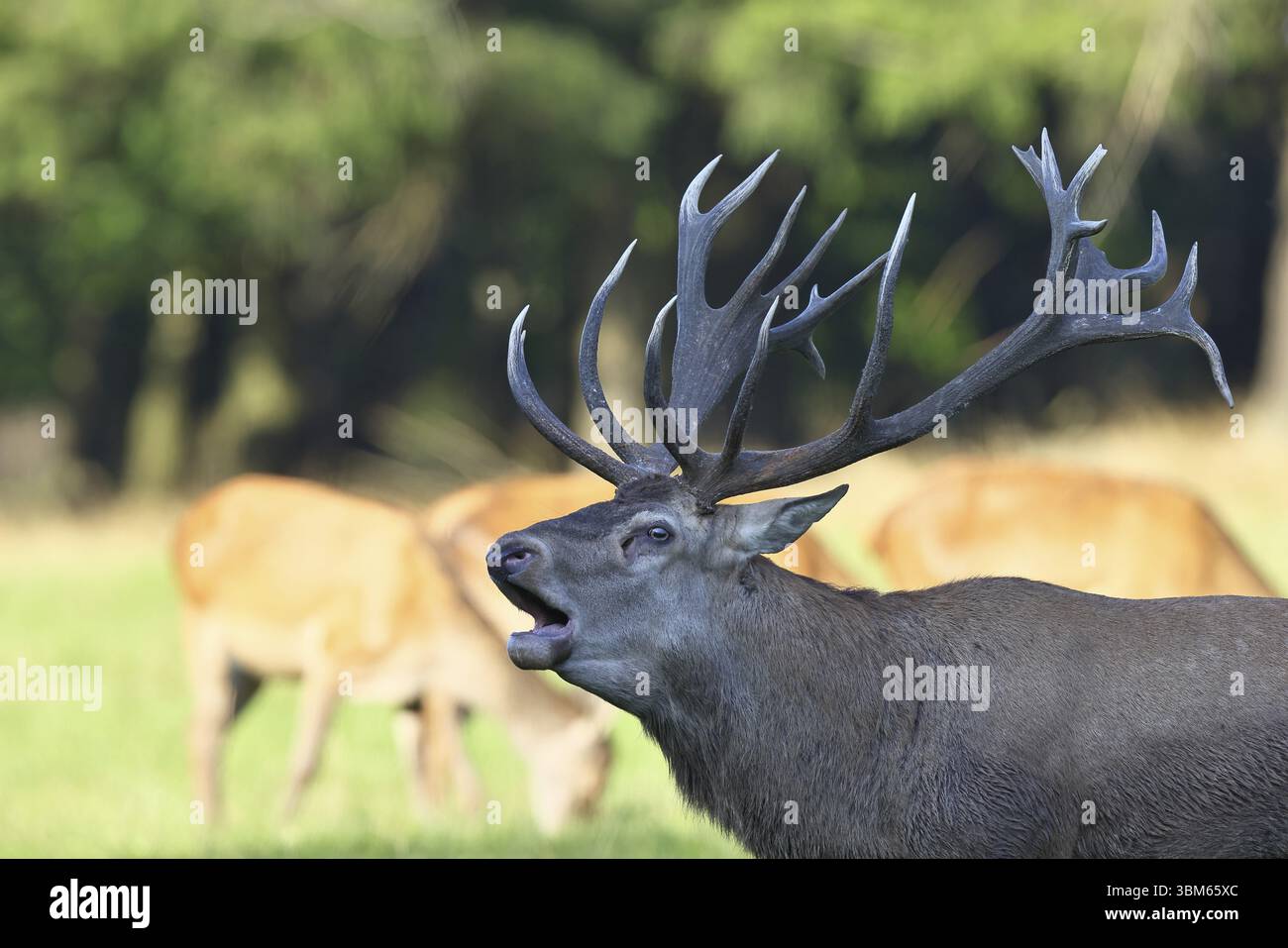 Cerf roux (Cervus elaphus) pendant la saison des ornières, un grand cerf rugissant dans une clairière forestière, vingt pointes, portrait d'animaux, faune, Sauerland, Banque D'Images