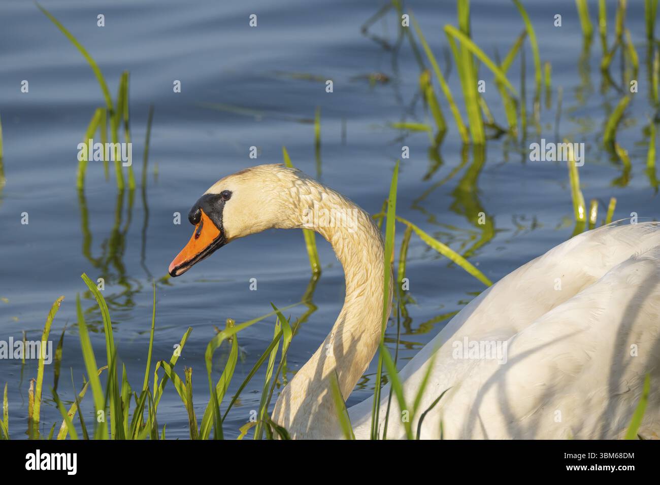 Un cygne muet (Cygnus olor) nageant sur le rivage du Steinhuder Meer, photo d'animal, oiseau, espèce d'oiseau, photo de nature, faune, faune, Hagenburg, Lo Banque D'Images