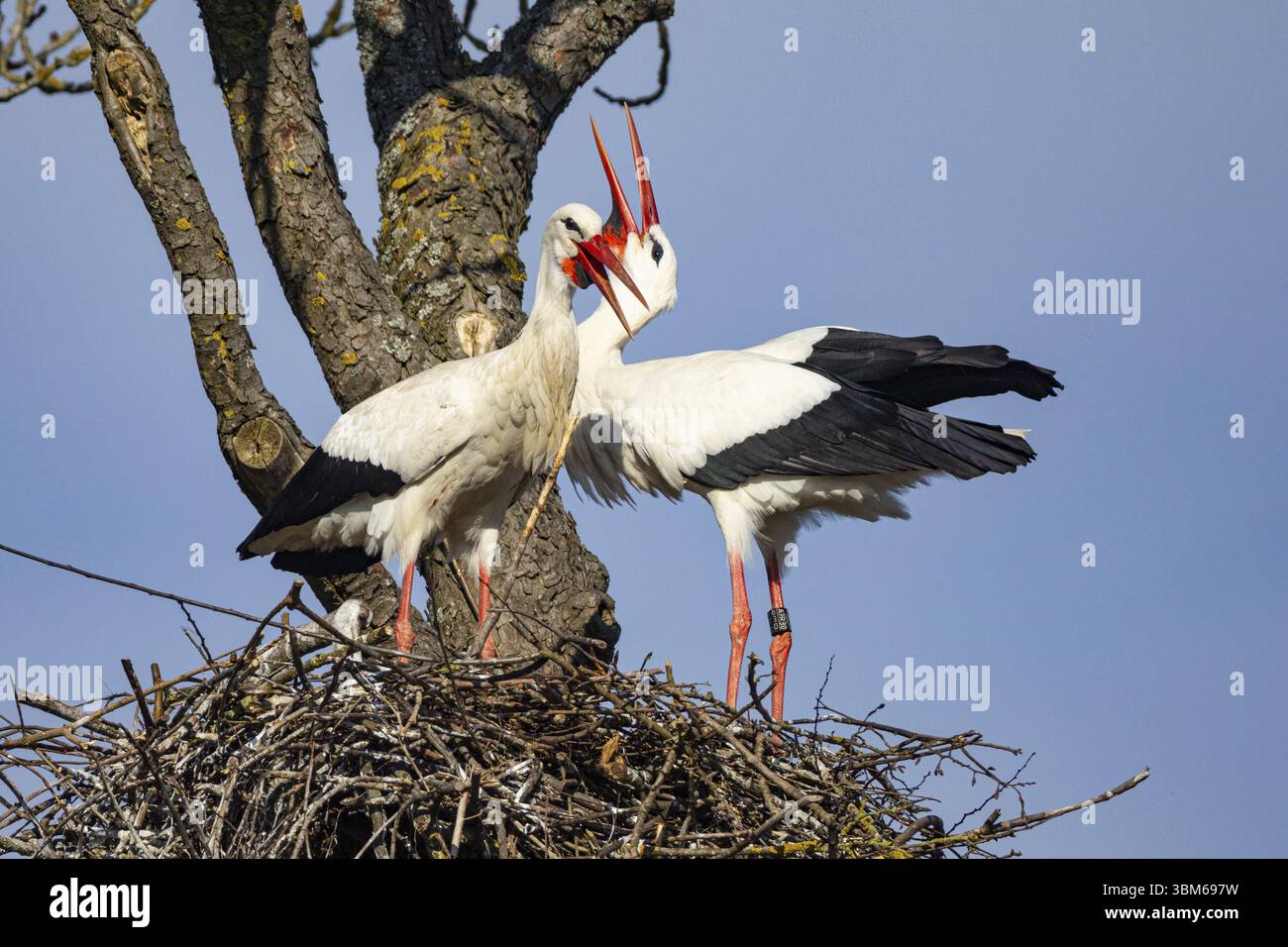 Cigogne blanche (Ciconia ciconia) Allemagne Banque D'Images