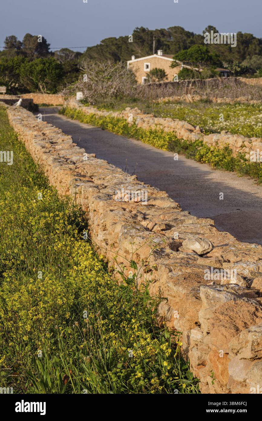 Murs traditionnels en pierre pour les terres agricoles, es Monestir, Formentera, îles Pitiusas, Communauté Baléares, Espagne, Europe Banque D'Images