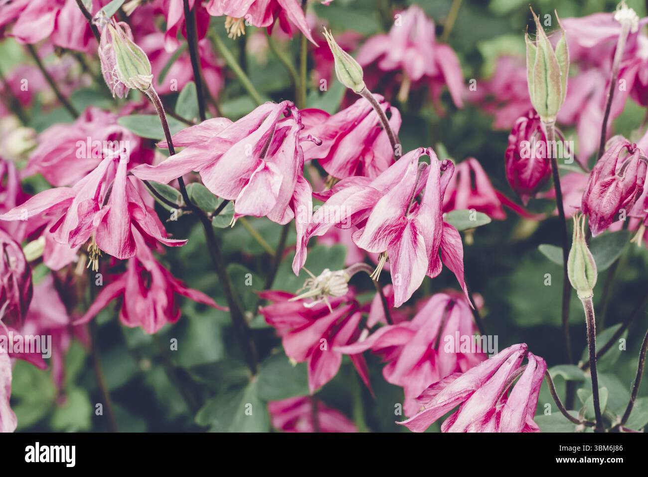 Fleurs aquilegia rose en fleurs. Belle scène de la nature. Couleurs vives Moody Banque D'Images
