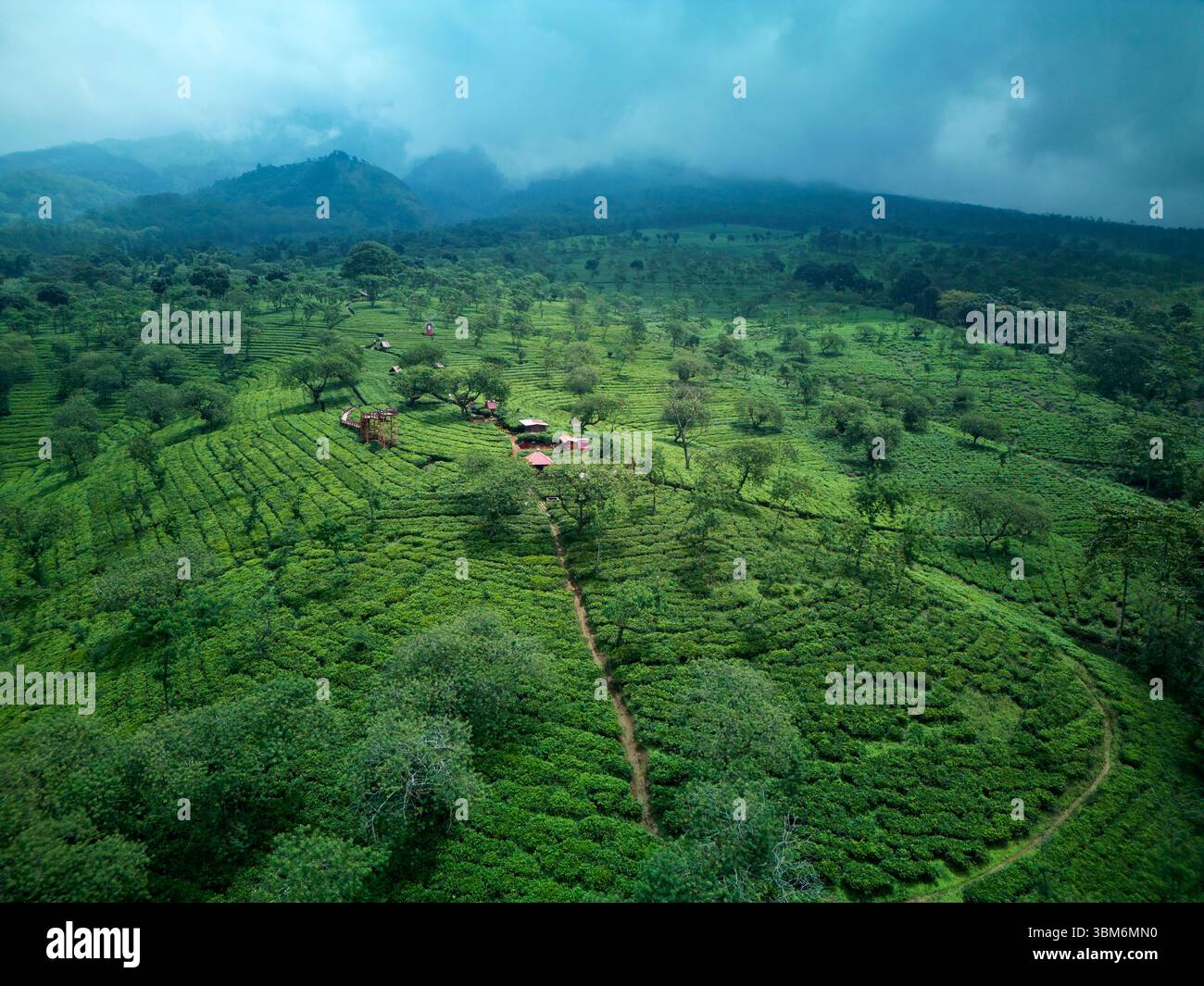 Plantation de thé de Wonosari, près de Malang, Java ; Indonésie - aérienne Banque D'Images