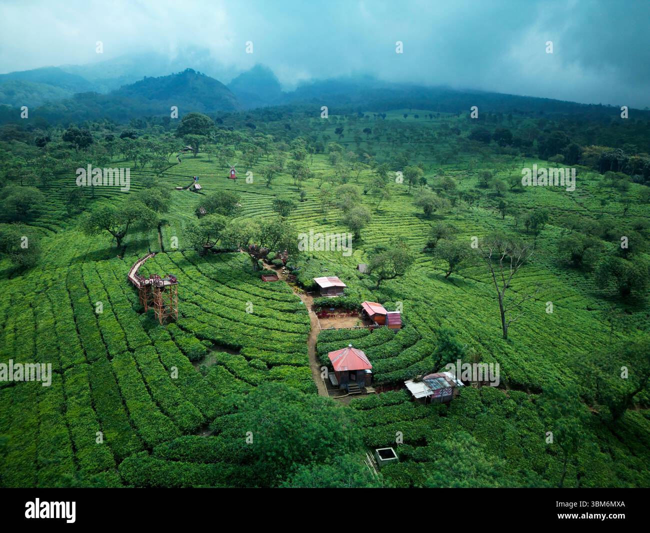 Plantation de thé de Wonosari, près de Malang, Java ; Indonésie - aérienne Banque D'Images