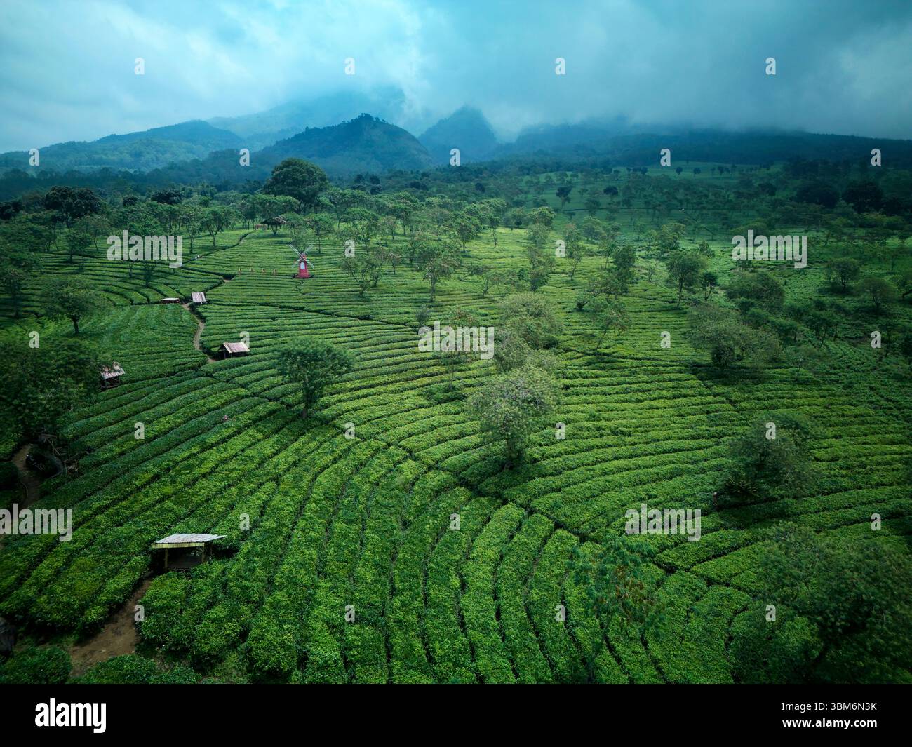 Plantation de thé de Wonosari, près de Malang, Java ; Indonésie - aérienne Banque D'Images