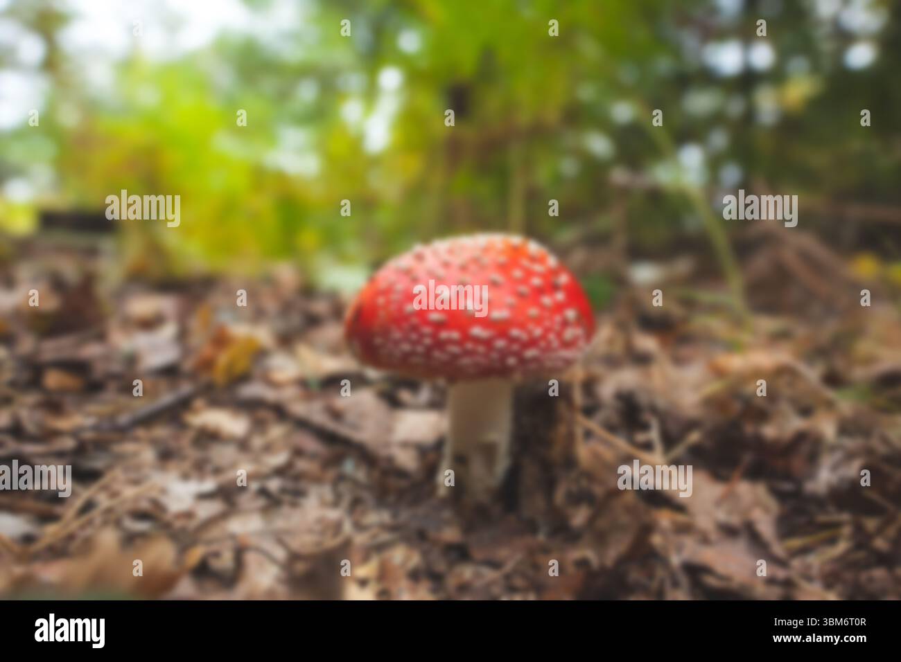 Champignon toxique poussant au champ Banque D'Images