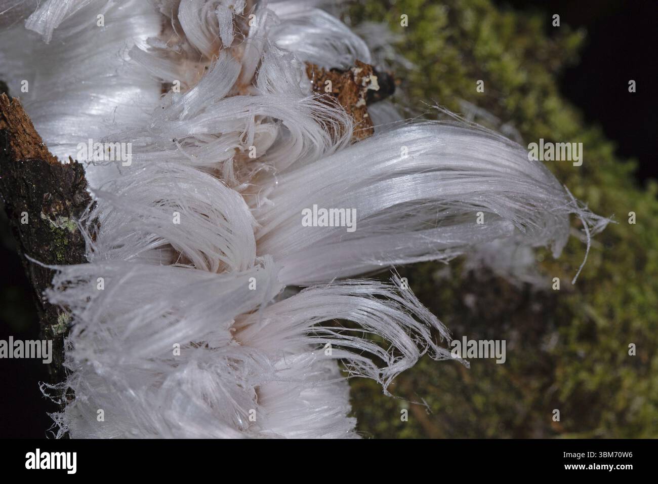 Aiguilles de glace ondulées blanches à corps de fructification Haareis, Sippenauer Moor, Bavière, Allemagne, Europe Banque D'Images