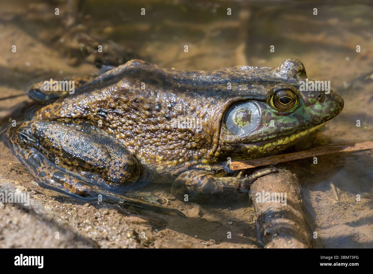 Americain adulte de chasse en embuscade. Ed R. Levin County Park, comté de Santa Clara, Californie. Banque D'Images