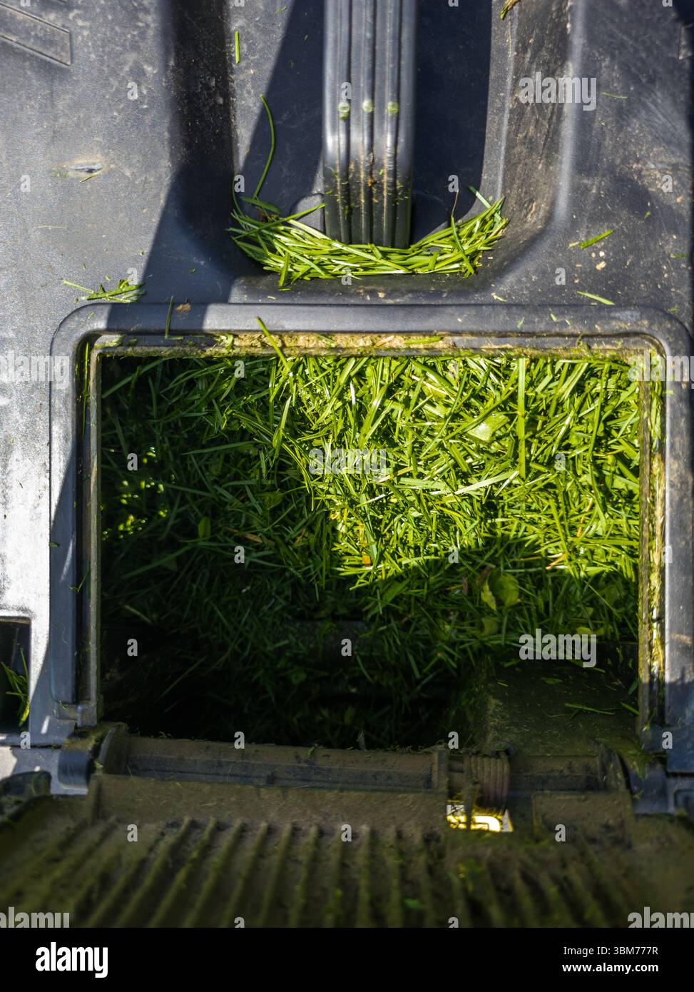 Coupez l'herbe dans le conteneur de la tondeuse à gazon dans le jardin ensoleillé Banque D'Images