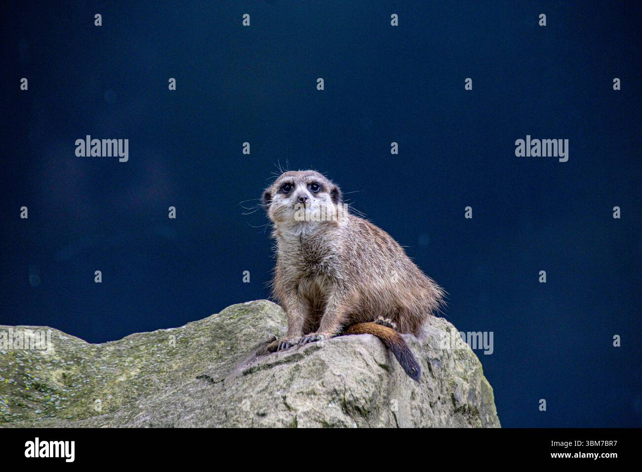 Suricat regardant vers le haut sur une pierre Banque D'Images