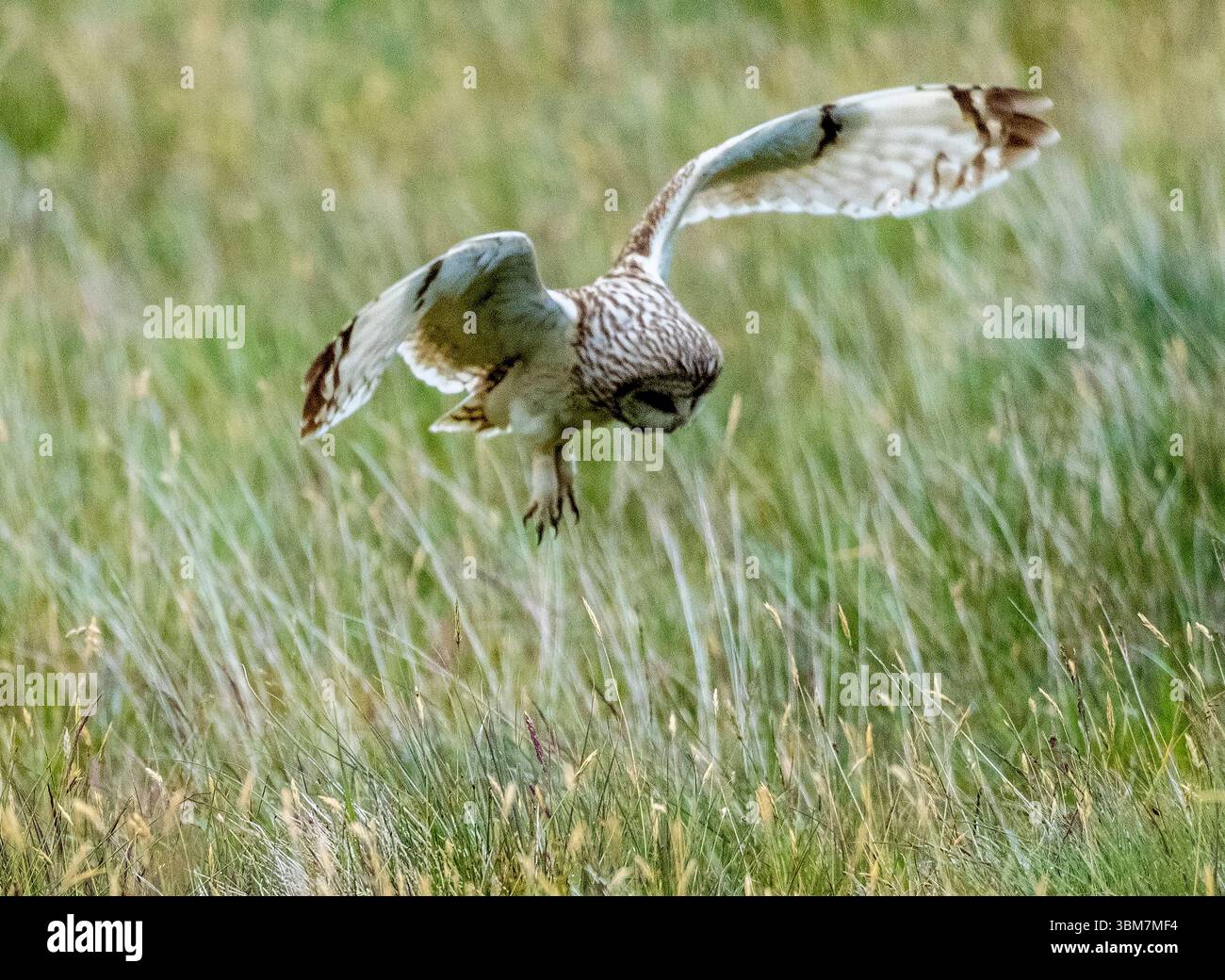 Chouette à oreilles courtes, Asio flammeus, chasse à l'aube, North Uist, Hébrides extérieures, Écosse. Banque D'Images