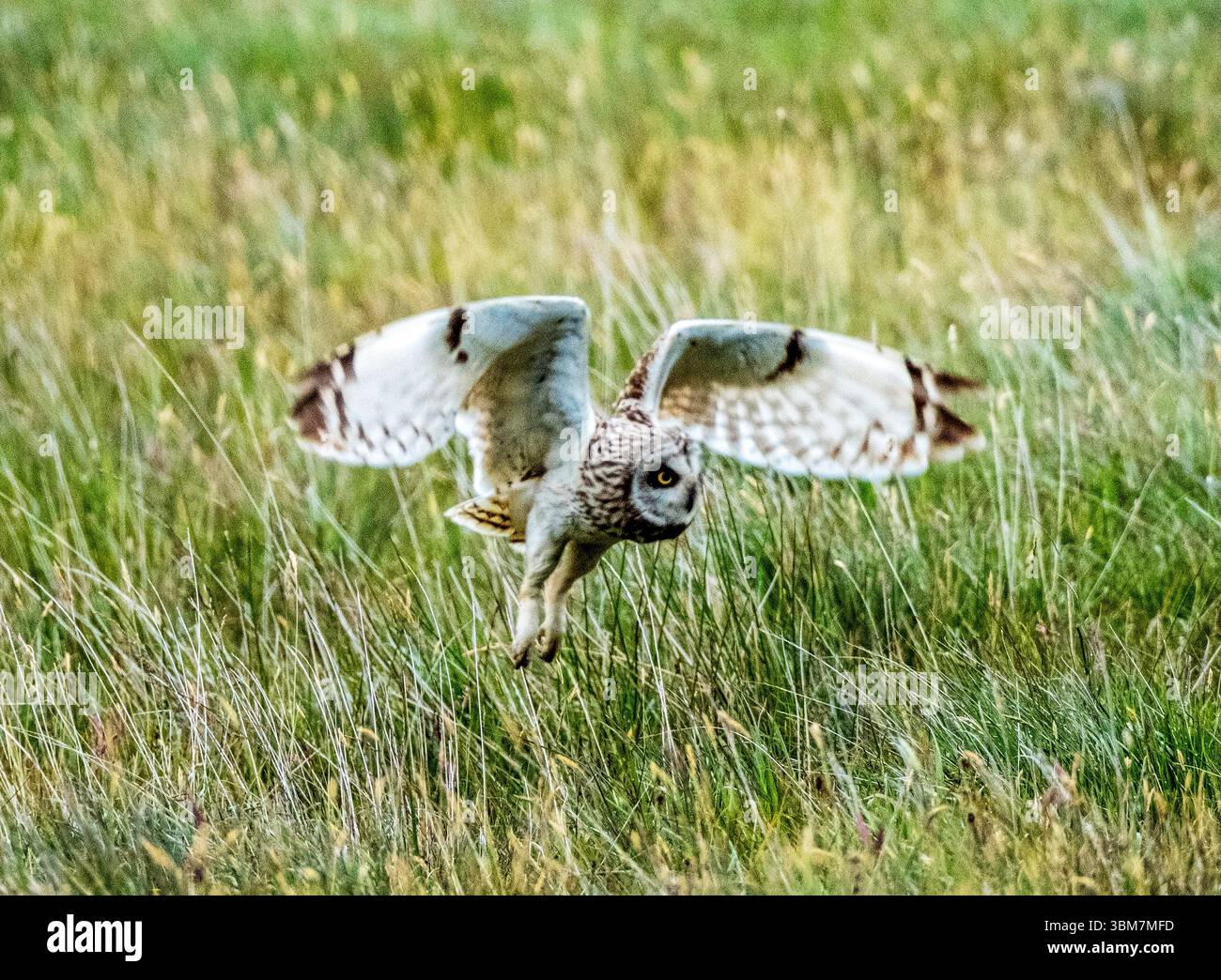 Chouette à oreilles courtes, Asio flammeus, chasse à l'aube, North Uist, Hébrides extérieures, Écosse. Banque D'Images