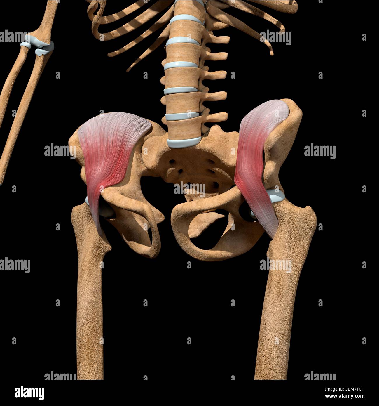 Cette illustration 3d montre les muscles iliaques sur le squelette. Banque D'Images