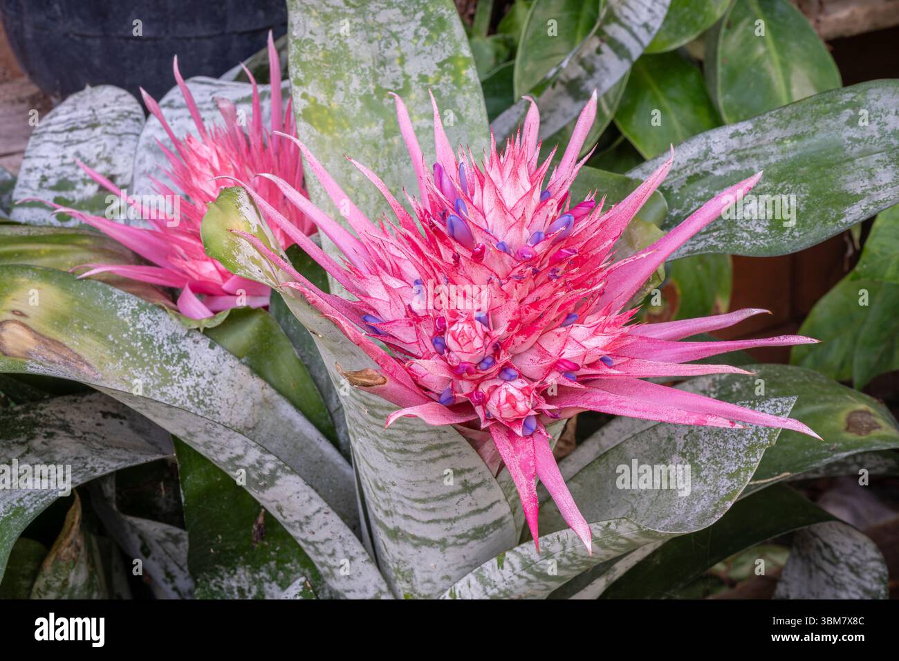 Gros plan sur les fleurs roses d'aechmea fasciata aka vase argenté ou plante d'urne avec feuillage vert argenté fleurissant à l'extérieur dans le jardin tropical Banque D'Images