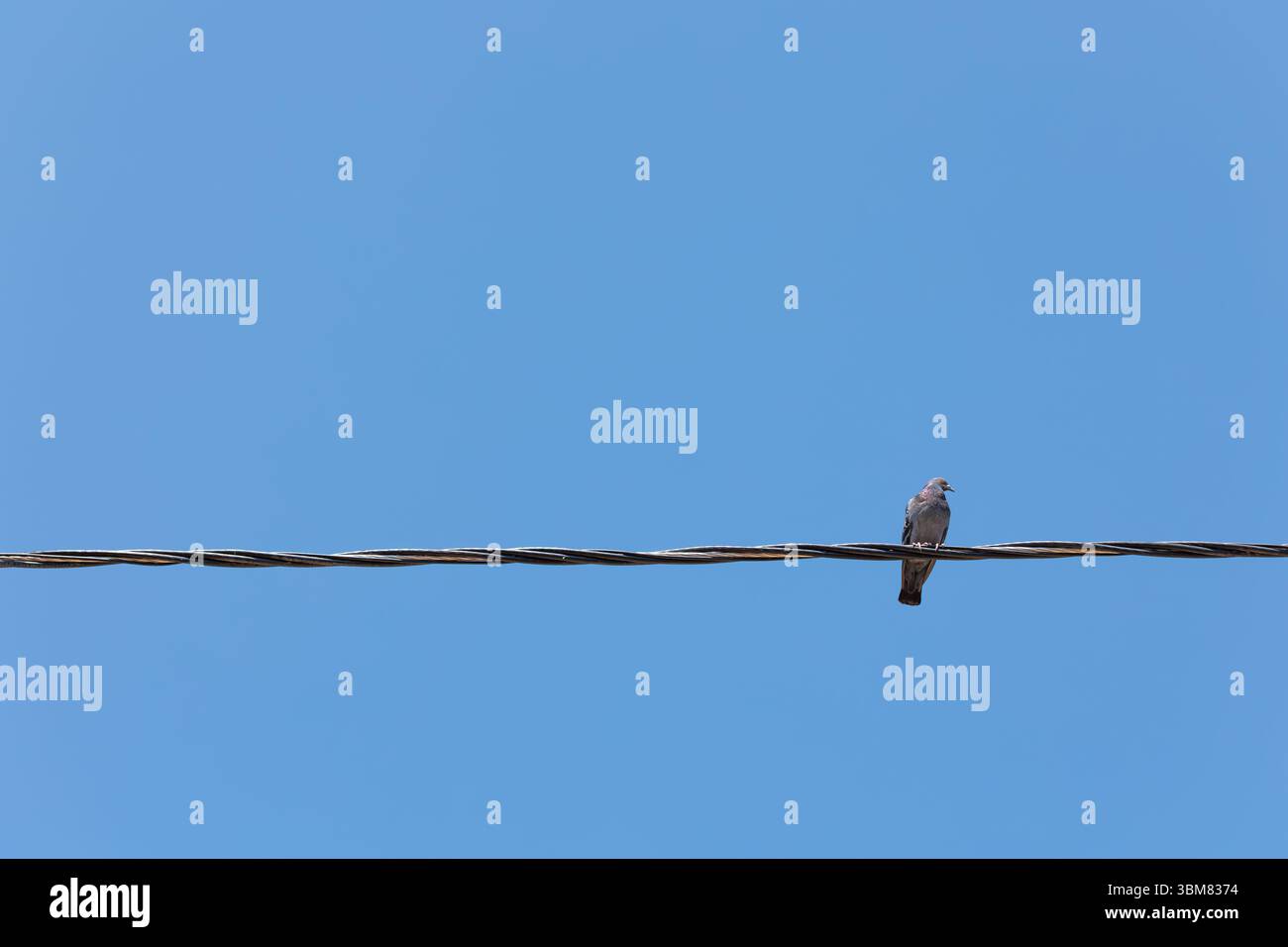 Pigeon assis sur un fil sur un fond de ciel bleu. Banque D'Images