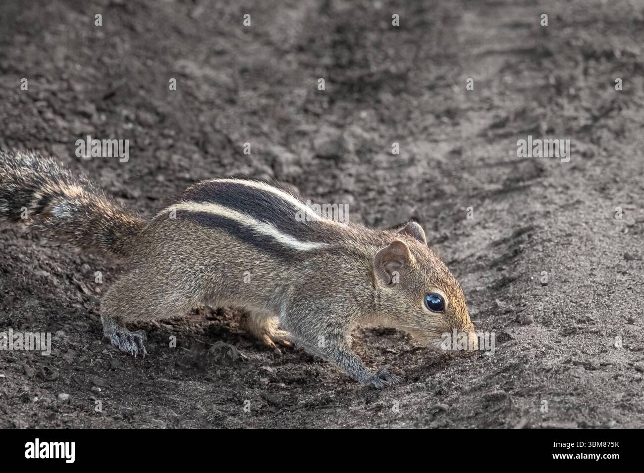 Gros plan d'un écureuil de palmier indien trois écureuil rayé à la recherche de la nourriture. Gilhari un écureuil de palmier indien écureuil de palmier du Nord ou chipmunk i. Banque D'Images
