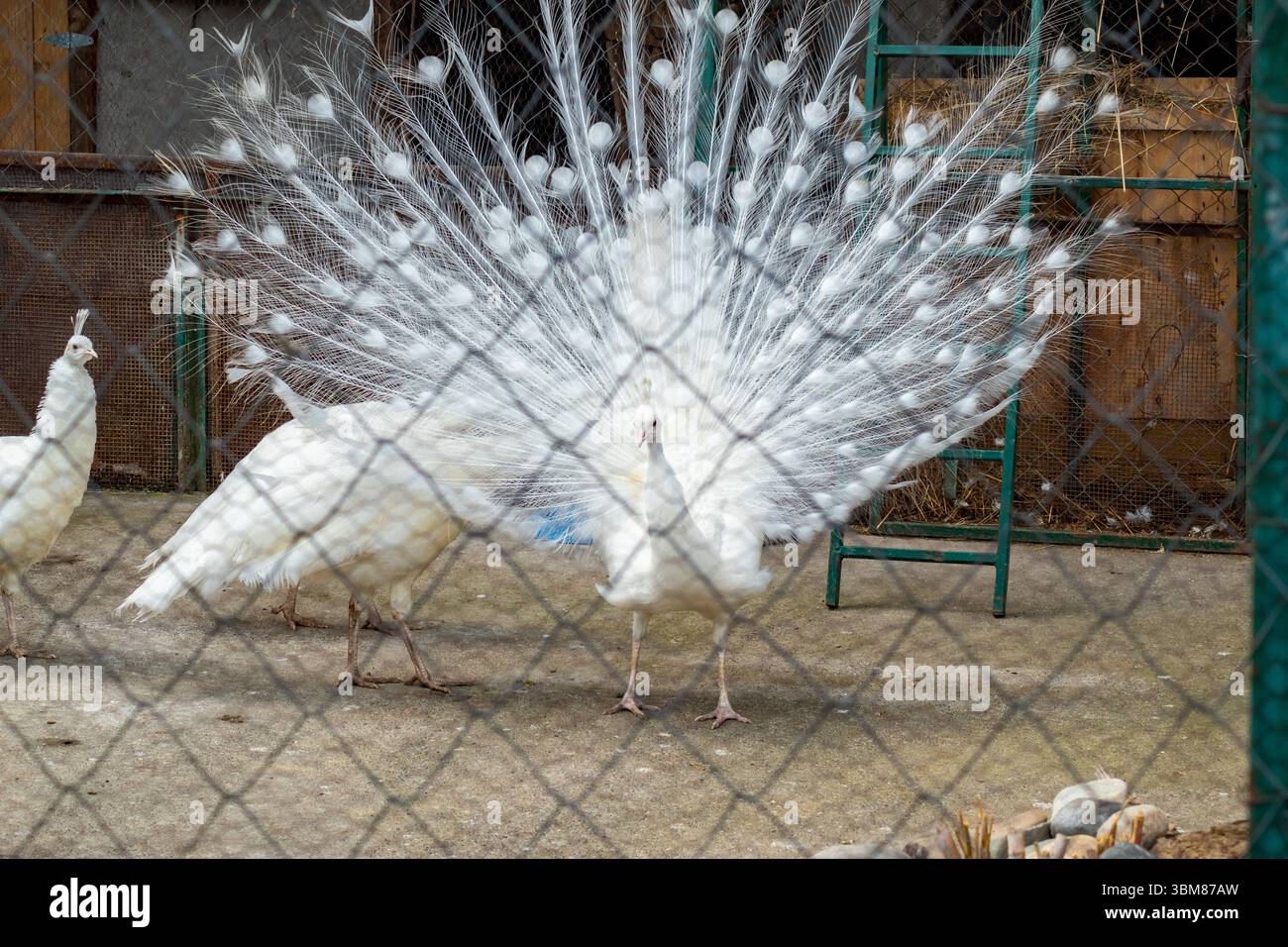 Magnifique affichage de plumes par paon blanc derrière une clôture métallique dans un cadre de parc animalier calme Banque D'Images