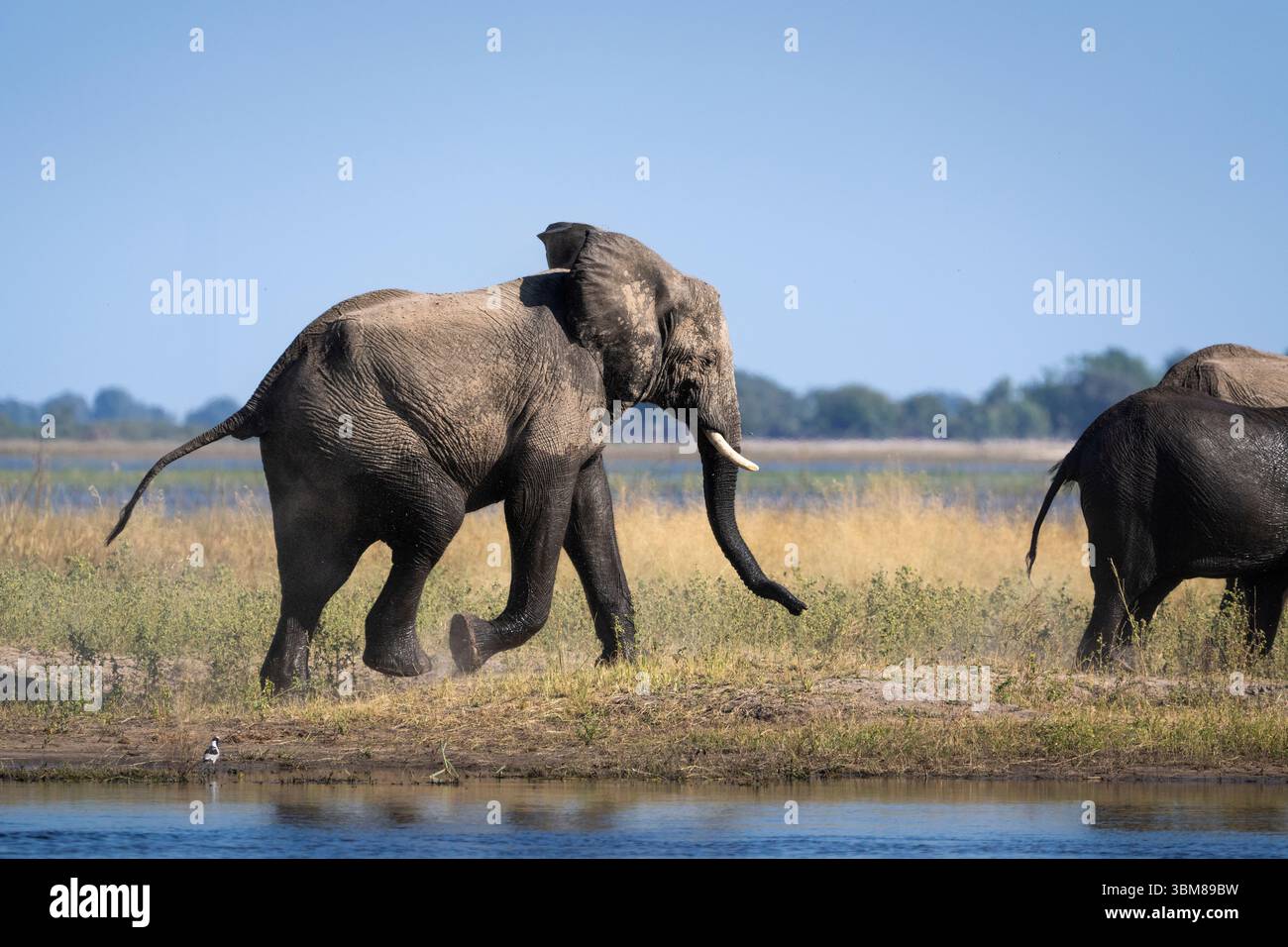 Éléphant d'Afrique confiant taureau dans l'habitat naturel, oreilles évasées et posture affirmée - montrant l'attitude dans le paysage africain sauvage. Banque D'Images