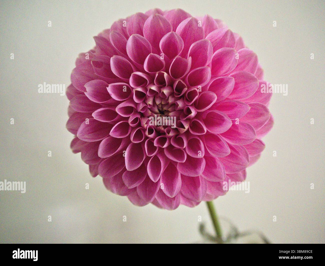 Gros plan extrême de pétales de dahlia roses contre un mur blanc, montrant une texture florale abstraite et une couleur naturelle intense. Banque D'Images