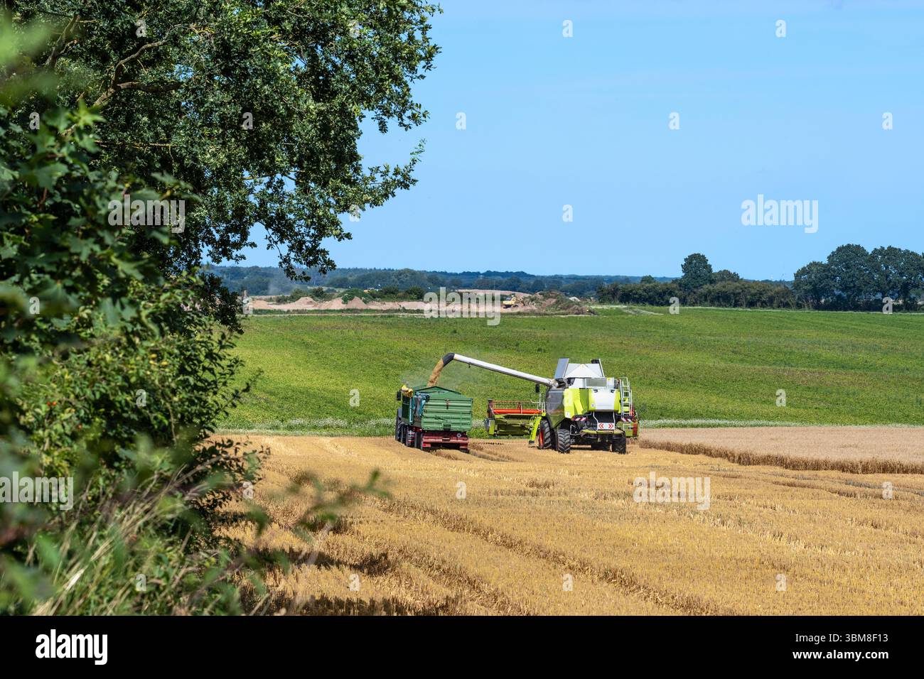 Kalkhorst, Allemagne, 29 juillet 2025 : moissonneuse-batteuse soufflant des semences dans la remorque d'un tracteur tout en conduisant côte à côte à travers le champ de céréales à ha Banque D'Images