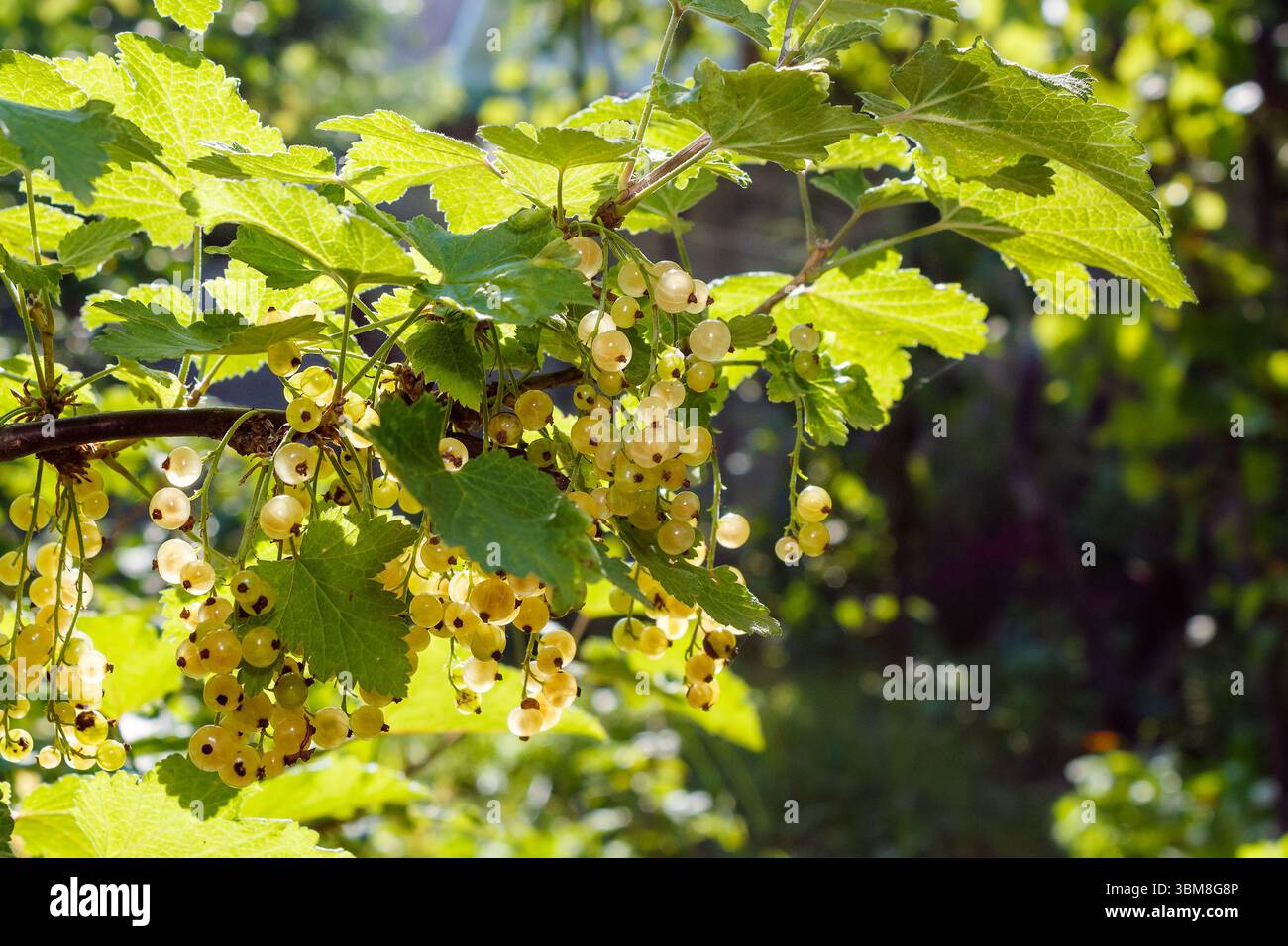 cassis blanc doux sur la brindille en été. environnement de jardin extérieur avec baies biologiques mûres. journée ensoleillée. des aliments sains cultivés au pays. délicieux et juteux Banque D'Images