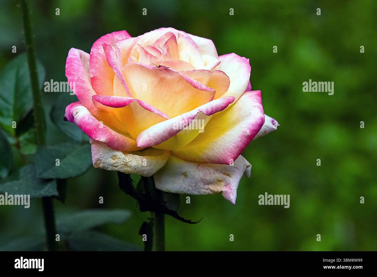 Une belle photographie rapprochée d'une fleur de rose unique, mettant en valeur ses pétales délicats et ses détails naturels complexes. Banque D'Images