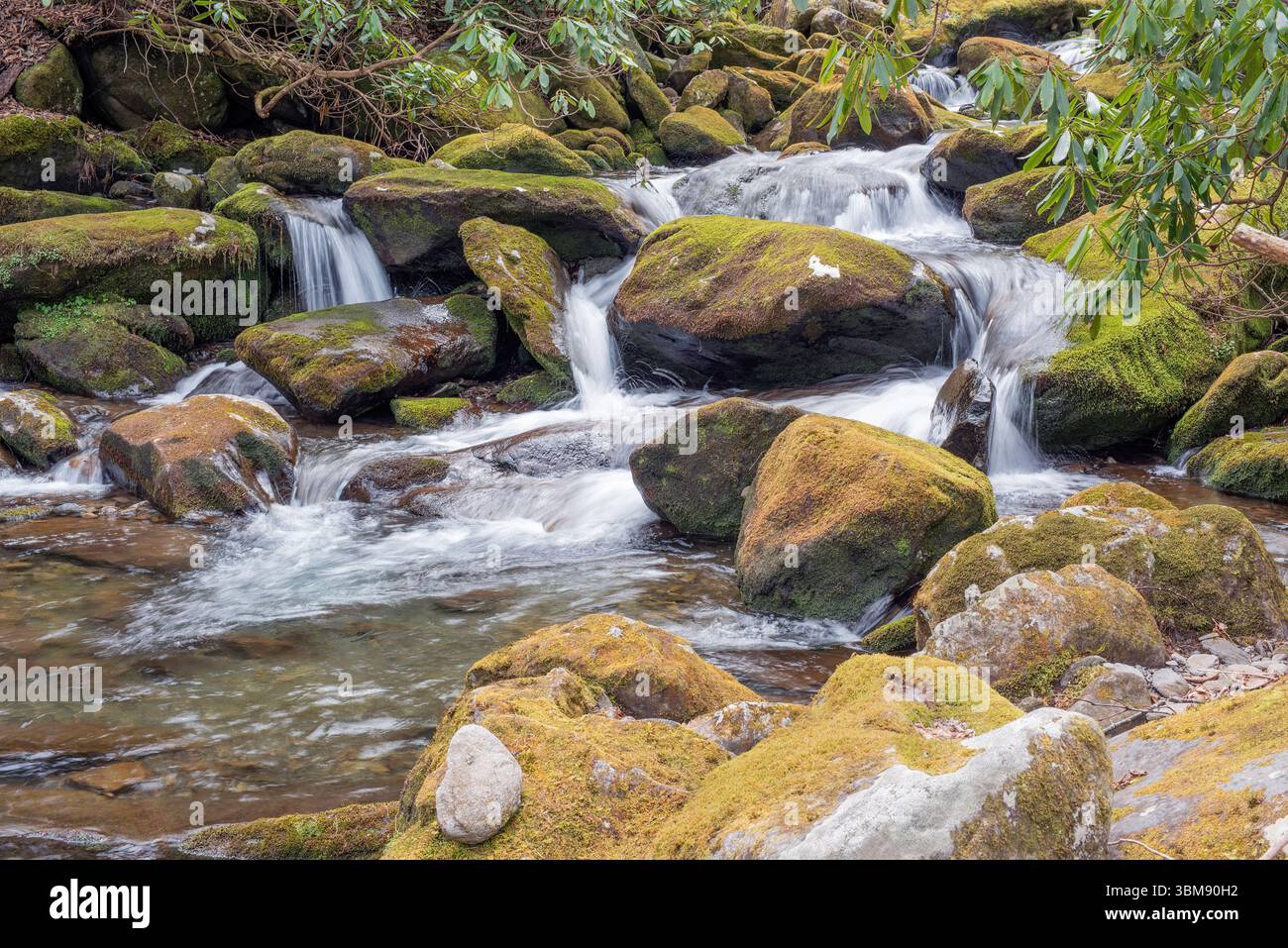 Affluent de Copperhead Branch au large d'Indian Camp Creek, parc national des Great Smoky Mountains, Tennessee Banque D'Images