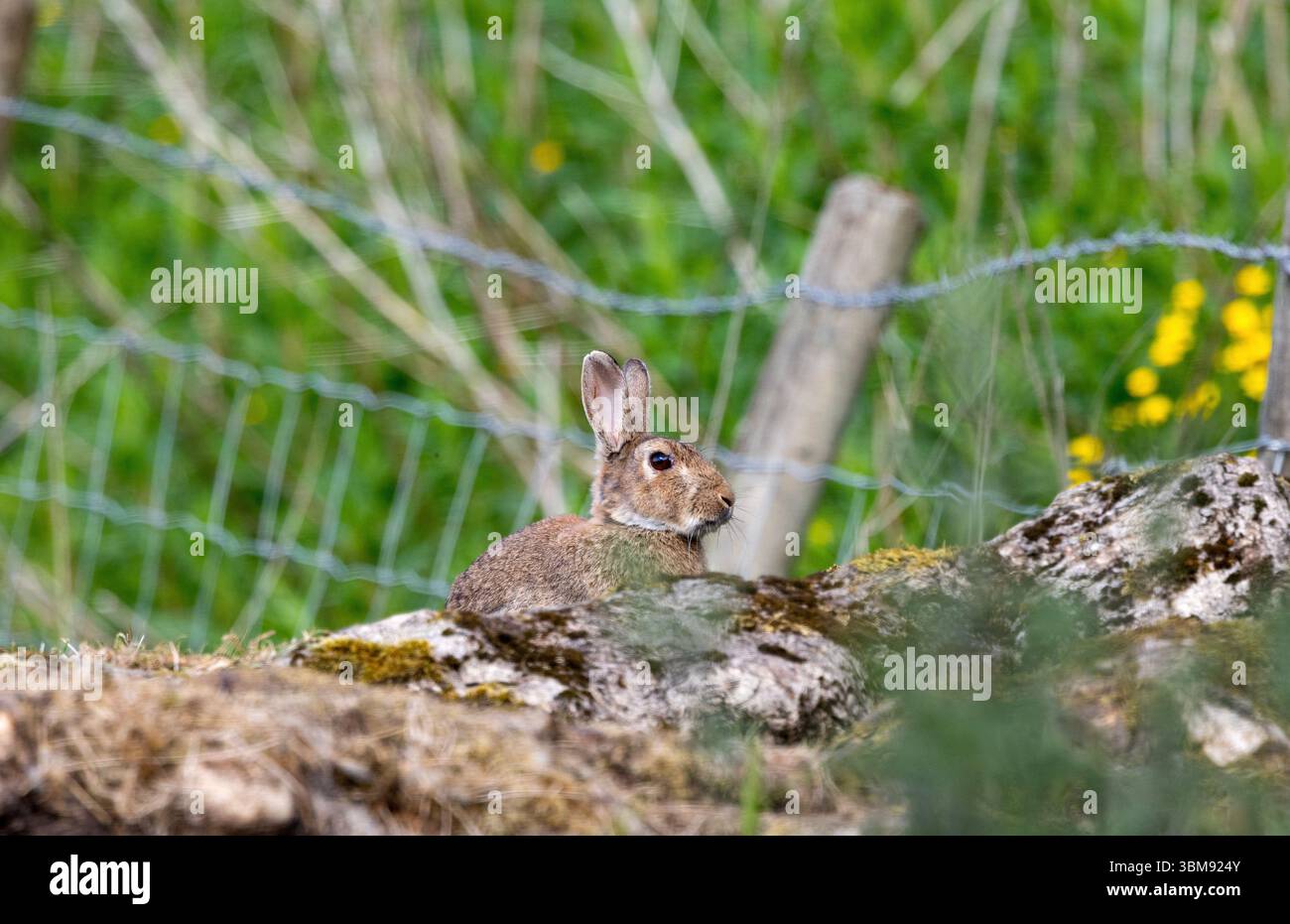 Un lapin d'alerte surveille un sentier public qui borde la zone du warren où une grande colonie a creusé un labyrinthe de tunnels. Banque D'Images