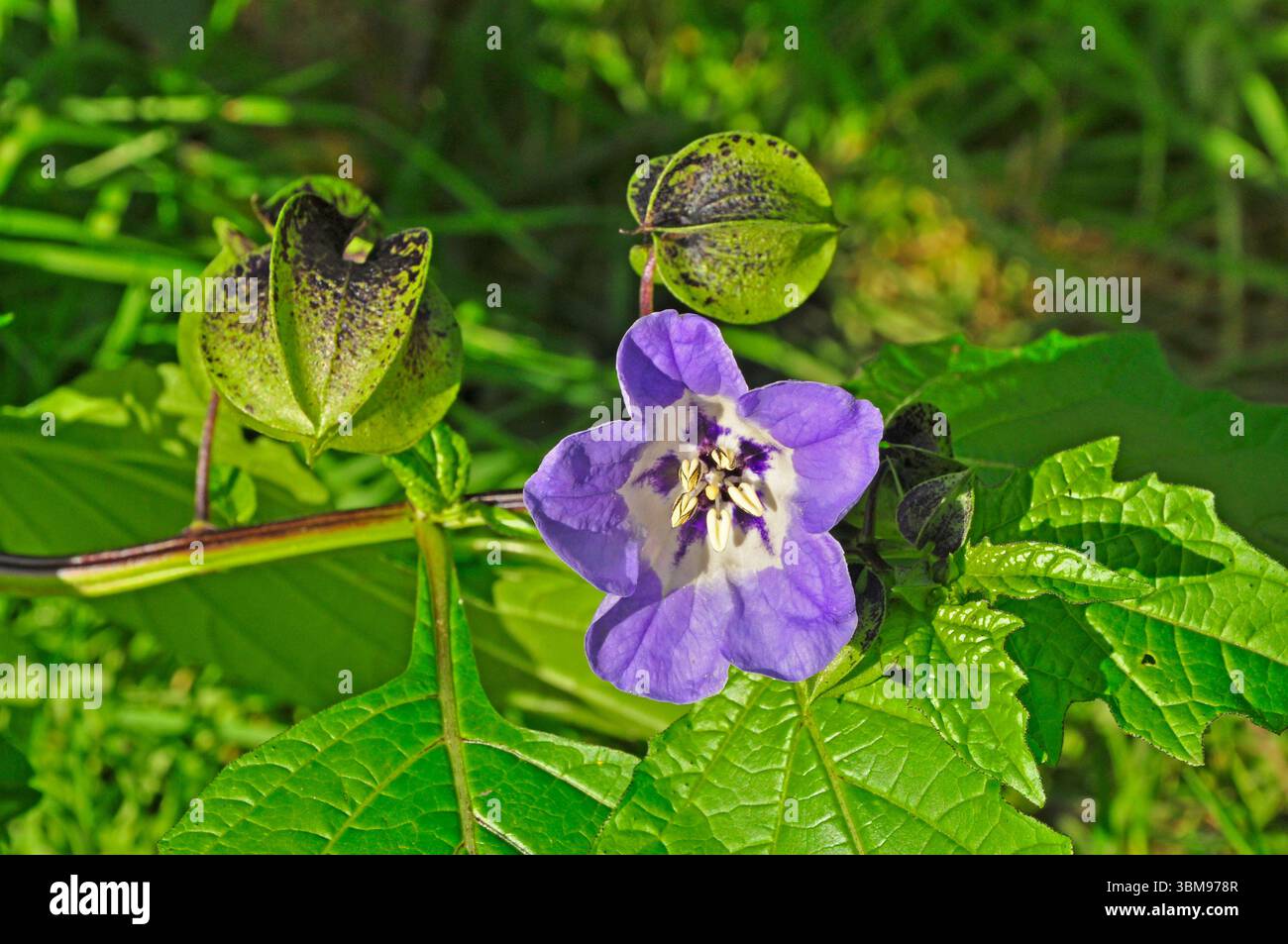 Nicandra physalodes est une espèce de plante à fleurs de la sous-famille des Solanoideae de la famille des ombres de nuit. Il est connu sous les noms communs pomme-du-Pérou Banque D'Images