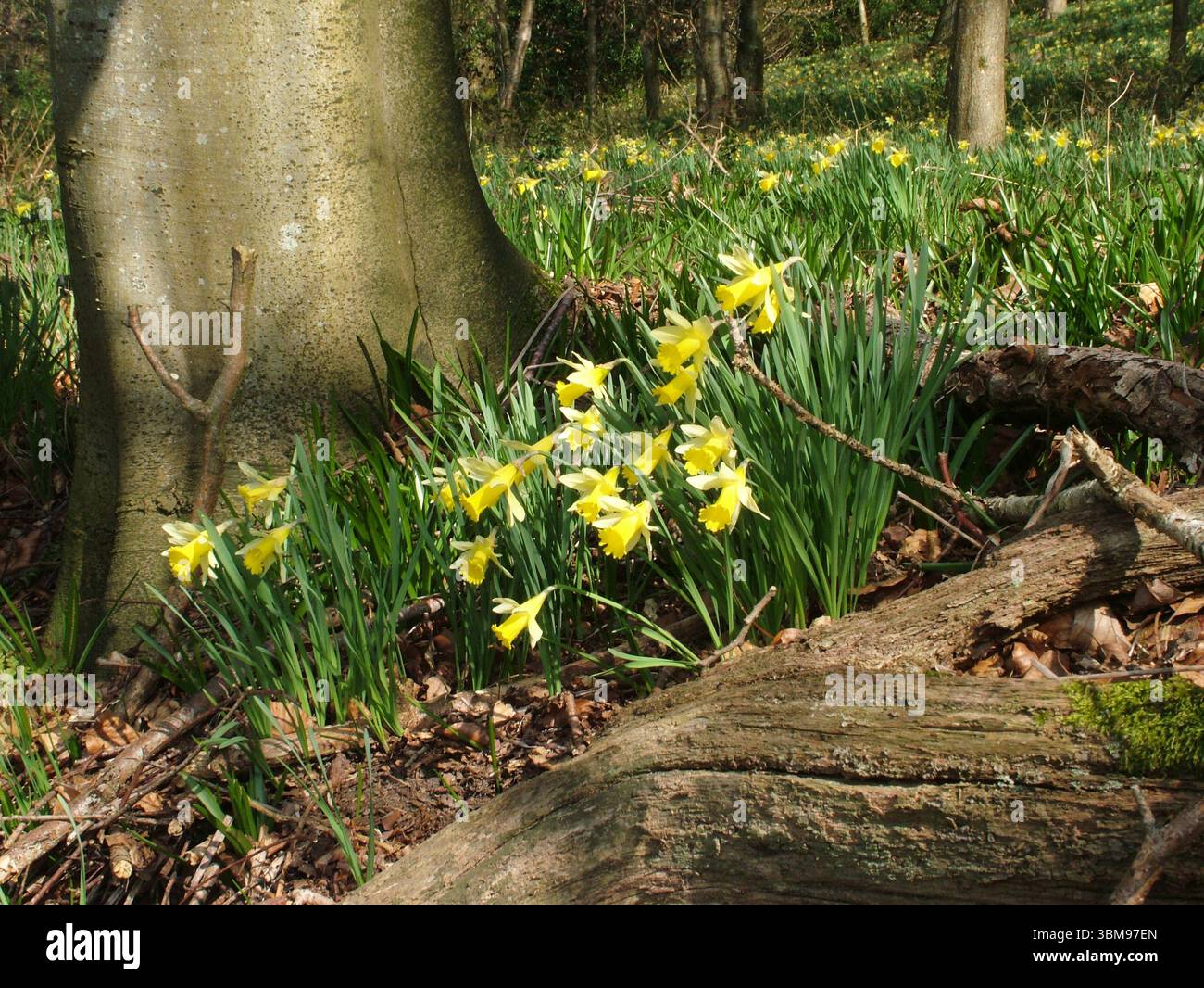 Jonquilles sauvages fleurissant dans un bois de hêtre à la fin de l'hiver à Stourhead dans le Wiltshire. Banque D'Images