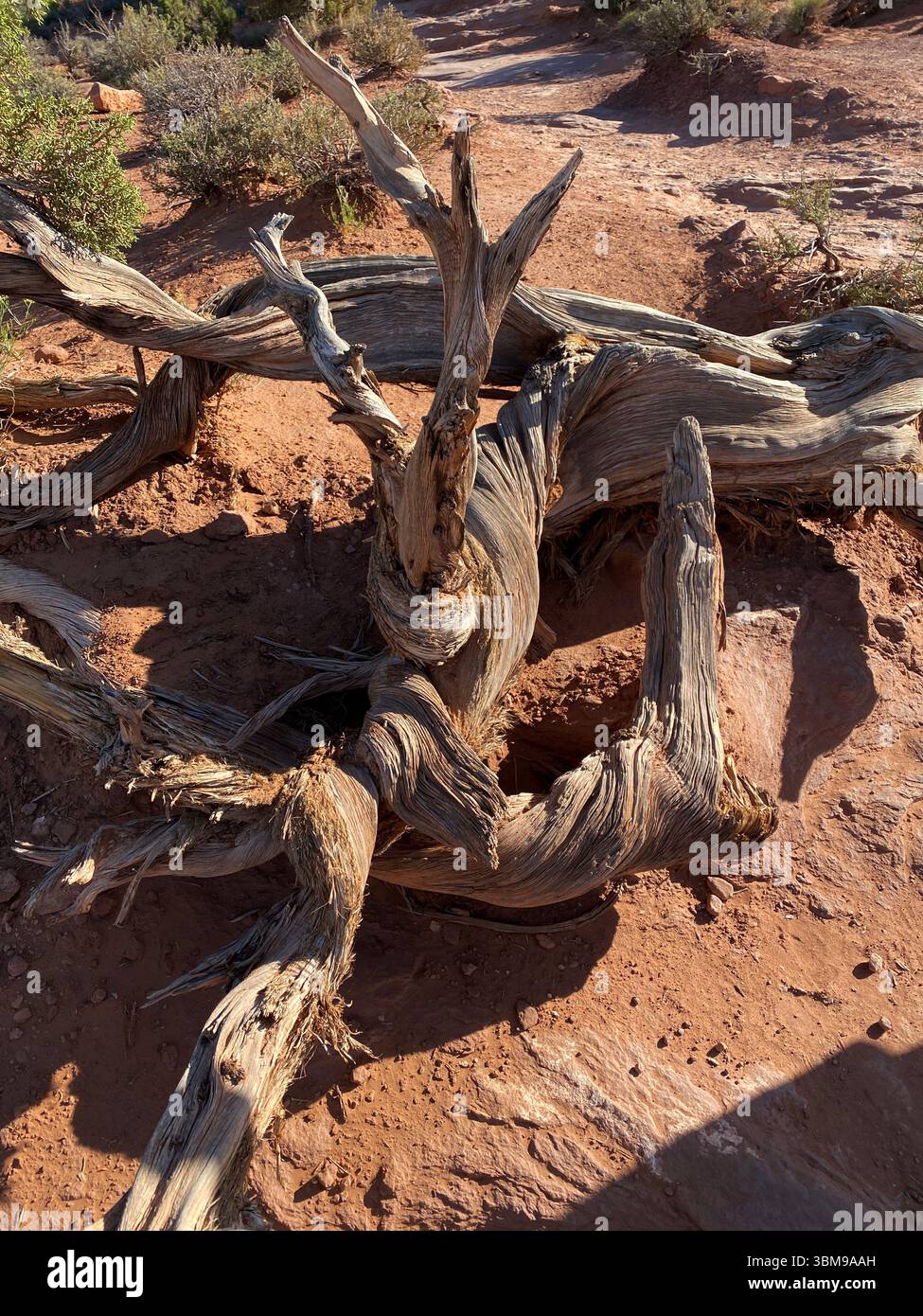 Gros plan de grandes branches mortes et tordues d'un arbre tombé dans un paysage désertique dans le parc national d'Arches, Moab, Utah - Image de stock capturée avec un smartphone