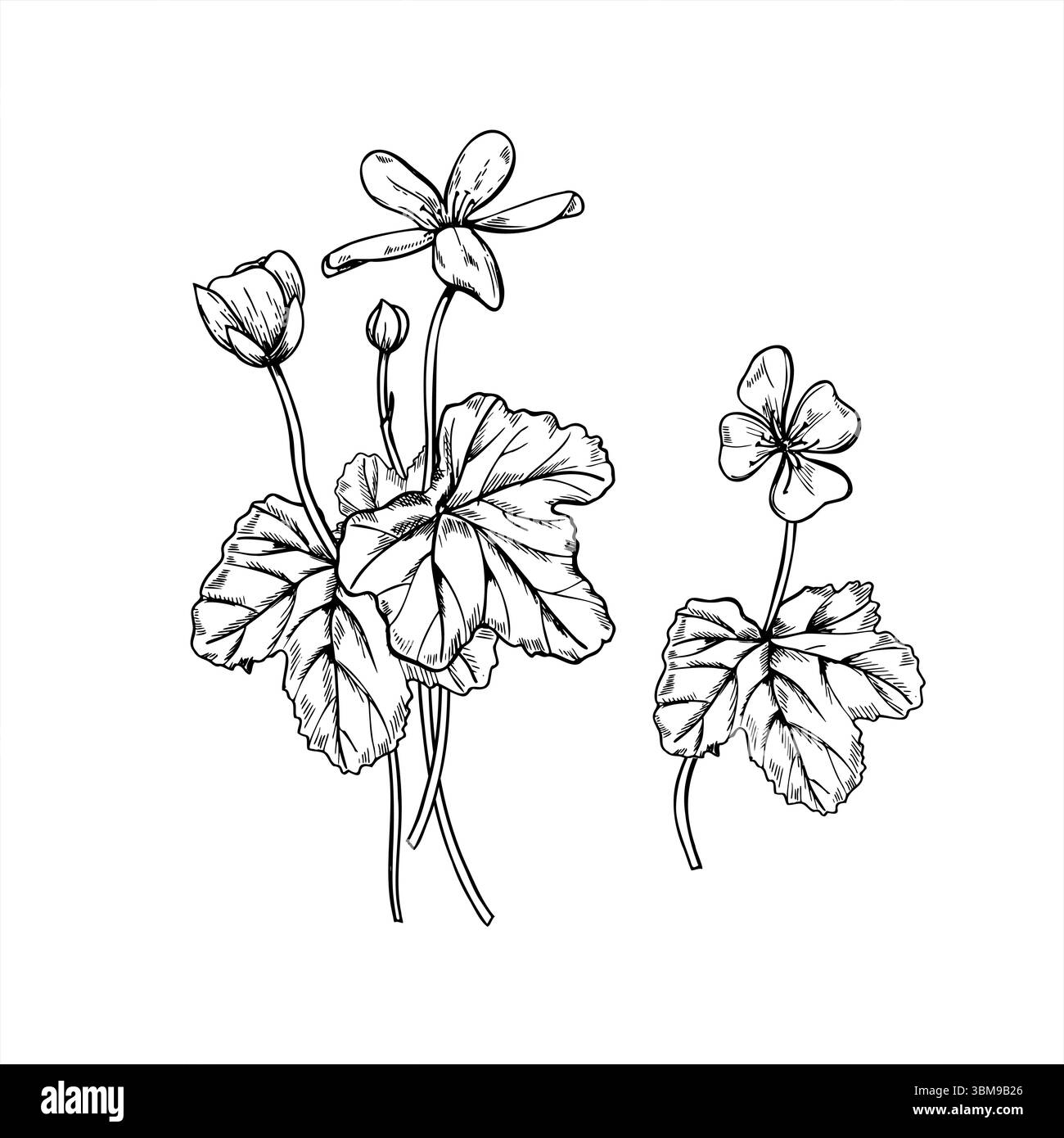 Arbustes de mûrier à fleurs monochromes avec des feuilles et des fleurs illustration vectorielle. Plantes nordiques pour guide botanique, design de la nature, imprimé botanique Illustration de Vecteur