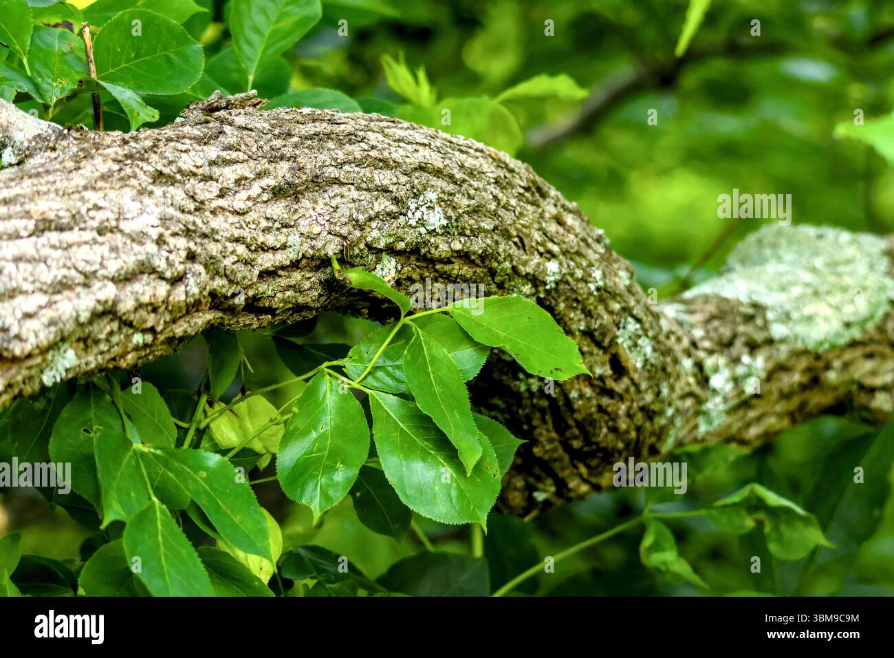 Branche gnarly avec une écorce fortement texturée torsadée et enroulée à travers Green Leaf toile de fond Banque D'Images