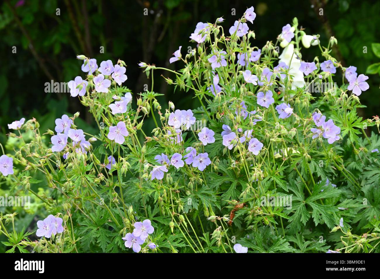 Fleurs d'été bleu clair de cranesbill, robuste Geranium pratense UK jardin juin Banque D'Images