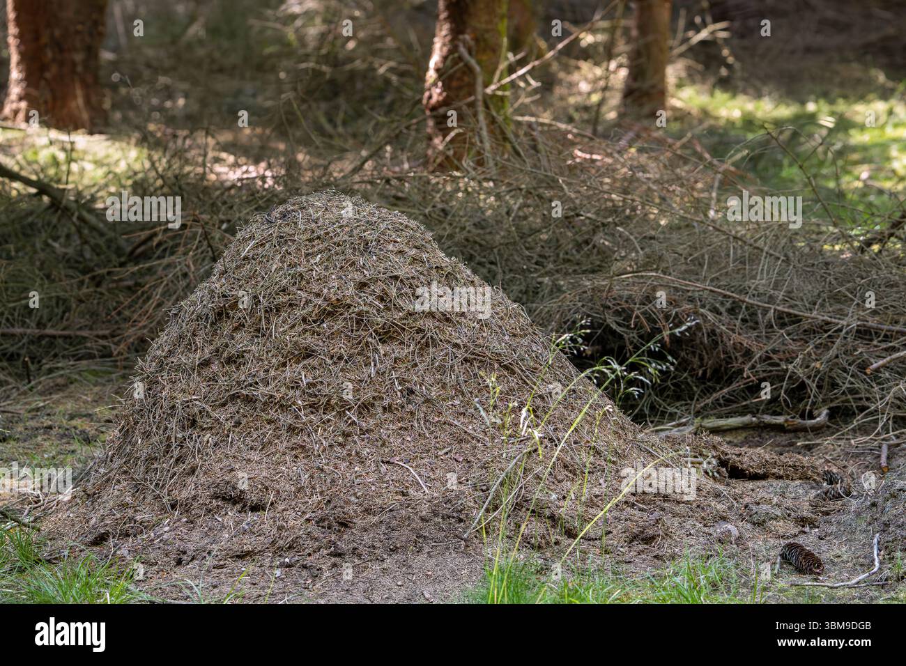 Fourmilière, nid de fourmis de bois rouge (Formica rufa), grand monticule en forme de dôme de brindilles et d'aiguilles de conifères dans la forêt de conifères en été Banque D'Images