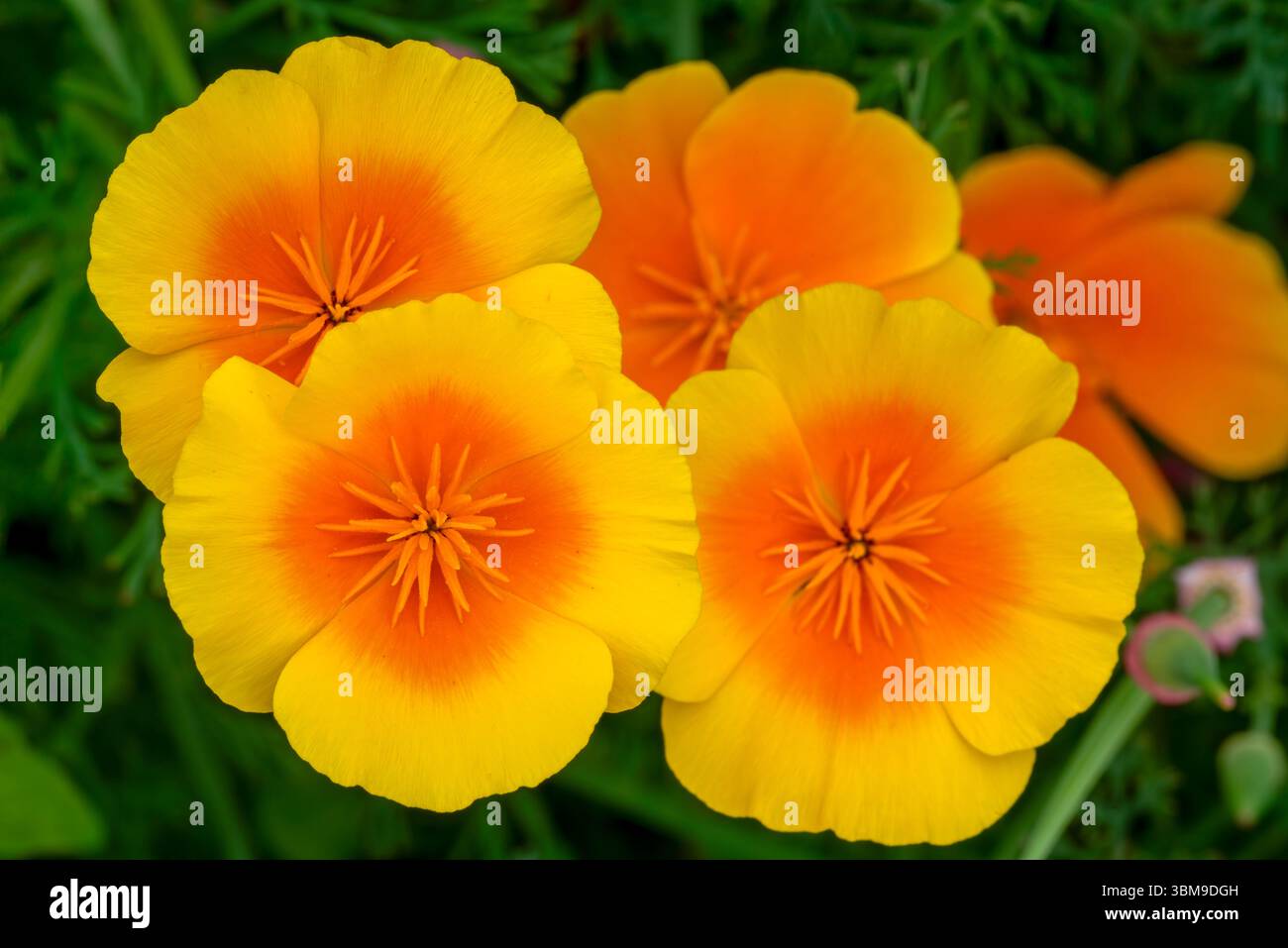 Coquelicots de Californie / coquelicot doré / coquelicot mexicain / lumière du soleil de Californie (Eschscholzia californica) en fleur, originaire des États-Unis et du Mexique Banque D'Images
