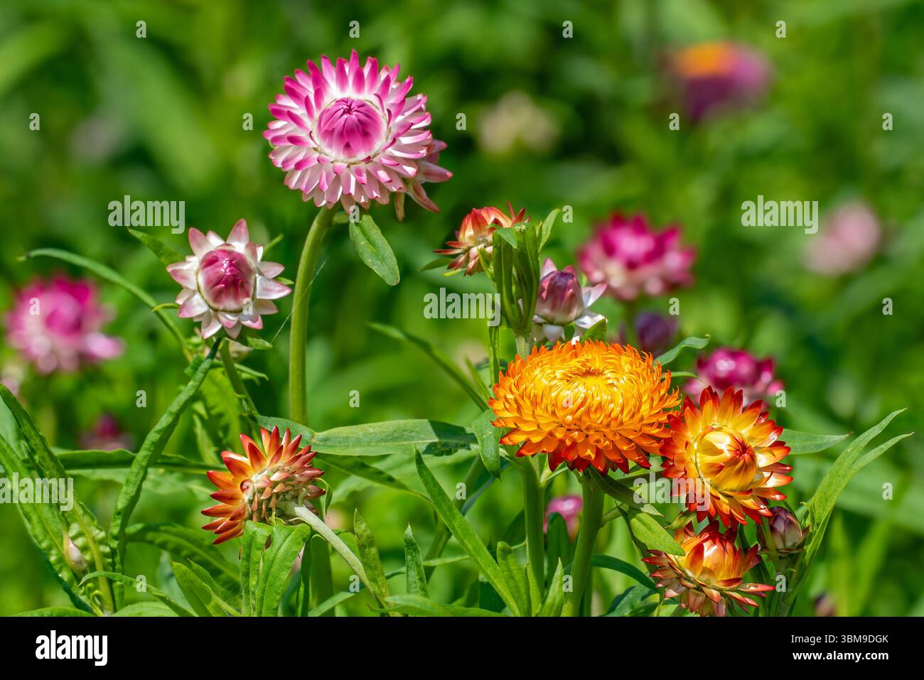 Cultivars colorés de fleurs éternelles dorées / strawflower (Xerochrysum bracteatum / Bracteantha bracteata) dans le jardin fleuri Banque D'Images