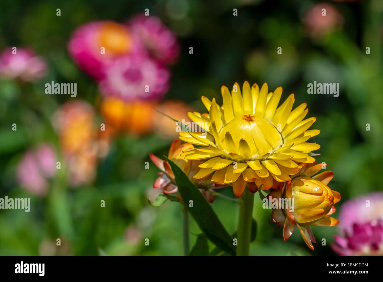 Cultivar coloré jaune éternel fleur / fraise (Xerochrysum bracteatum / Bracteantha bracteata) dans le jardin fleuri Banque D'Images